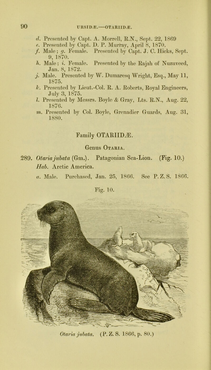 d. Presented by Capt. A. Morrell, R.N., Sept. 22, 1869 e. Presented by Capt. I). P. Murray, April 8, 1870. /. Male; q. Female. Presented by Capt. J. C. Hicks, Sept. 9, 1870. h. Male; i. Female. Presented by the Rajah of Nuznveed, Jan. 8, 1872. j. Male. Presented by W. Dumaresq Wright, Esq., May 11, 1875. lc. Presented by Lieut.-Col. R. A. Roberts, Royal Engineers, July 3, 1875. l. Presented by Messrs. Boyle & Gray, Lts. R.H., Aug. 22, 1876. m. Presented by Col. Boyle, Grenadier Guards, Aug. 31, 1880. Family OTARIIDiE. Genus Otaria. 289. Otariajubata (Gm.). Patagonian Sea-Lion. (Fig. 10.) Hcib. Arctic America. a. Male. Purchased, Jan. 25, 1866. See P. Z. S. 1866. Fig. 10. Otaria jubata. (P. Z. S. 1866, p. 80.)