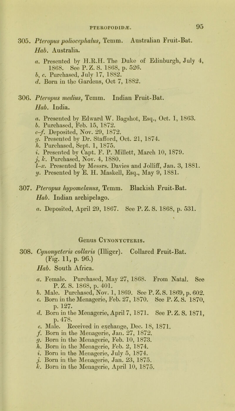 305. Pteropus poliocephalus, Temm. Australian Fruit-Bat. Hab. Australia. a. Presented by H.R.H. The Duke of Edinburgh, July 4, 1868. See P. Z. S. 1868, p. 526. b, c. Purchased, July 17, 1882. d. Bom in the Gardens, Oct 7, 1882. 306. Pteropus medius, Temm. Indian Fruit-Bat. Hab. India. a. Presented by Edward W. Bagshot, Esq., Oct. 1, 1863. b. Purchased, Feb. 15, 1872. c-f. Deposited, Nov. 29, 1872. g. Presented by Dr. Stafford, Oct. 21, 1874. h. Purchased, Sept. 1, 1875. i. Presented by Capt. F. P. Millett, March 10, 1879. j. l\ Purchased, Nov. 4, 1880. l-x. Presented by Messrs. Davies and Jolliff, Jan. 3, 1881. y. Presented by E. H. Masked, Esq., May 9, 1881. 307. Pteropus hypomelanus, Temm. Blackish Fruit-Bat. Hab. Indian archipelago. a. Deposited, April 29, 1867. See P. Z. S. 1868, p. 531. Genus Cynonycteris. 308. Cynonycteris collaris (Illiger). Collared Fruit-Bat. (Fig. 11, p. 96.) Hab. South Africa. a. Female. Purchased, May 27, 1868. From Natal. See P. Z. S. 1868, p. 401.' b. Male. Purchased, Nov. 1,1869. See P. Z. S. 1869, p. 602. c. Born in the Menagerie, Feb. 27, 1870. See P. Z. S. 1870, p. 127. d. Born in the Menagerie, April 7, 1871. See P. Z. S. 1871, p. 478. e. Male. Received in exchange, Dec. 18, 1871. /. Born in the Menagerie, Jan. 27, 1872. g. Born in the Menagerie, Feb. 10, 1873. h. Born in the Menagerie, Feb. 2, 1874. i. Born in the Menagerie, July 5, 1874. j. Born in the Menagerie, Jan. 23, 1875. k. Born in the Menagerie, April 10, 1875.