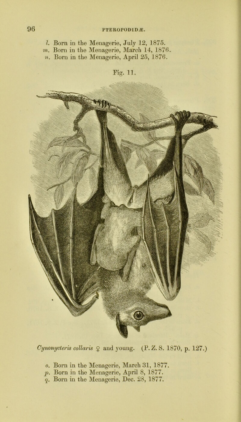 l. Born in the Menagerie, July 12, 1875. m. Born in the Menagerie, March 14, 1876. n. Born in the Menagerie, April 25, 1876. Fig. 11. Cynonycteris collciris 5 and young. (P. Z. S. 1870, p. 127.) 0. Born in the Menagerie, March 31, 1877. p. Born in the Menagerie, April 8, 1877. q. Born in the Menagerie, Dec. 28, 1877.