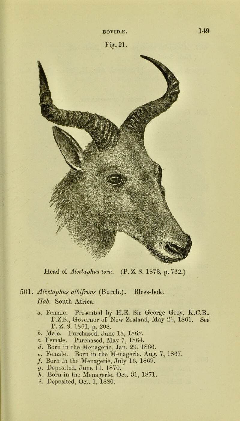 Fig. 21. Head of Alcelaphus tora. (P. Z. S. 1873, p. 762.) 501. Alcelaphus albifrons (Burch.). Bless-bok. Hab. South Africa. a. Female. Presented by H.E. Sir George Grey, K.C.B., F.Z.S., Governor of New Zealand, May 26, 1861. See P. Z. S. 1861, p. 208. b. Male. Purchased, June 18, 1862. c. Female. Purchased, May 7, 1864. cl. Born in the Menagerie, Jan. 29, 1866. e. Female. Born in the Menagerie, Aug. 7, 1867. /. Born in the Menagerie, July 16, 1869. cj. Deposited, June 11, 1870. h. Born in the Menagerie, Oct. 31, 1871. i. Deposited, Oct. 1, 1880.