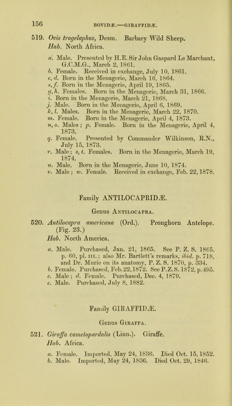 B0VID7E. GIRAFFIDAL 519. Ovis tragelaphus, Desm. Barbary Wild Sheep. Hab. North Africa. a. Male. Presented by PI.E. Sir John Gaspard Le Marc-hant, G.C.M.G., March 2, 1801. b. Female. Received in exchange, July 10, 1861. c. cl. Born in the Menagerie, March 16, 1864. e,f. Born in the Menagerie, April 19, 1865. <7, h. Females. Born in the Menagerie, March 31, 1866. i. Born in the Menagerie, March 21, 1868. j. Male. Born in the Menagerie, April 6, 1869. k. l. Males. Born in the Menagerie, March 22, 1870. m. Female. Born in the Menagerie, April 4, 1873. n, o. Males ; p. Female. Born in the Menagerie, April 4, 1873. q. Female. Presented by Commander Wilkinson, R.N., July 15, 1873. r. Male ; s, t. Females. Born in the Menagerie, March 19, 1874. u. Male. Born in the Menagerie, June 10, 1874. v. Male ; iv. Female. Received in exchange, Feb. 22,1878. Family ANTILOCAPRIDiE. Genus Antilocapra. 520. Antilocapra americana (Ord.). Pronghorn Antelope. (Fig. 23.) Hab. North America. a. Male. Purchased, Jan. 21, 1865. See P. Z. S. 1865. p. 60, pi. hi. ; also Mr. Bartlett’s remarks, ibid. p. 718, and Dr. Murie on its anatomy, P. Z. S. 1870, p. 334. b. Female. Purchased, Feb.22,1872. See P.Z.S. 1872, p.495. c. Male ; cl. Female. Purchased, Dec. 4, 1879. e. Male. Purchased, July 8, 1882. Family GIRAFFIDiE. Genus Giraffa. 521. Giraffa Camelopardalis (Linn.). Giraffe. Hab. Africa. a. Female. Imported, May 24, 1836. Died Oct. 15,1852. b. Male. Imported, May 24, 1836. Died Oct. 29, 1846.