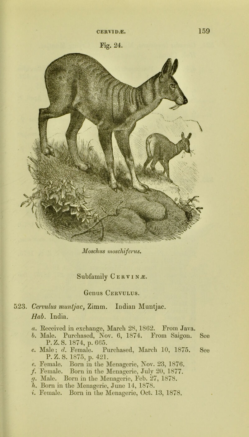 Fig. 24. Moschus moschiferus. Subfamily Cervine. Genus Cervulus. 523. Cervulus muntjac, Zimm. Indian Muntjac. Hab. India. a. Received in exchange, March 28, 1862. From Java. b. Male. Purchased, Nov. 6, 1874. From Saigon. See P. Z. S. 1874, p. 665. c. Male; cl. Female. Purchased, March 10, 1875. See P. Z. S. 1875, p. 421. e. Female. Born in the Menagerie, Nov. 23, 1876. /. Female. Born in the Menagerie, July 20, 1877. g. Male. Born in the Menagerie, Feb. 27, 1878. h. Born in the Menagerie, June 14, 1878.