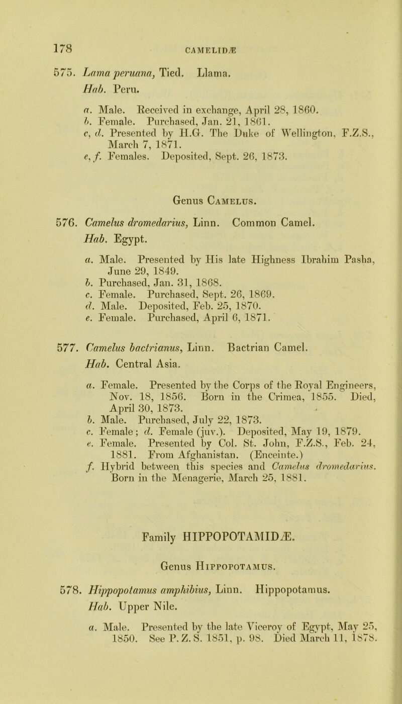 575. Lama peruana, Tied. Llama. Hab. Peru. a. Male. Received in exchange, April 28, 1860. b. Female. Purchased, Jan. 21, 1861. c. d. Presented by H.G. The Duke of Wellington, F.Z.S., March 7, 1871. e,f. Females. Deposited, Sept. 26, 1873. Genus Camelus. 576. Camelus dromedarius, Linn. Common Camel. Hab. Egypt. a. Male. Presented by His late Highness Ibrahim Pasha, June 29, 1849. b. Purchased, Jan. 31, 1868. c. Female. Purchased, Sept. 26, 1869. d. Male. Deposited, Feb. 25, 1870. e. Female. Purchased, April 6, 1871. 577. Camelus bactrianus, Linn. Bactrian Camel. Hab. Central Asia. a. Female. Presented by the Corps of the Royal Engineers, Nov. 18, 1856. Born in the Crimea, 1855. Died. April 30, 1873. b. Male. Purchased, July 22, 1873. c. Female; d. Female (juv.). Deposited, May 19, 1879. e. Female. Presented by Col. St. John, F.Z.S., Feb. 24, 1881. From Afghanistan. (Enceinte.) /. Hybrid between this species and Camelus dromedarius. Born in the Menagerie, March 25, 1881. Family HIPPOPOTAMID/E. Genus Hippopotamus. 578. Hippopotamus amphibius, Linn. Hippopotamus. Hab. Upper Nile. a. Male. Presented by the late Viceroy of Egypt, May 25, 1850. See P. Z. S. 1851, p. 98. Died March 11, is78.