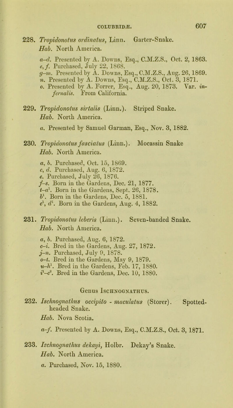 228. Tropidonotus ordinatus, Linn. Garter-Snake. ffab. North America. a-d. Presented by A. Downs, Esq., C.M.Z.S., Oct. 2, 1863. e,f. Purchased, July 22, 1868. g-m. Presented by A. Downs, Esq., C.M.Z.S., Aug. 26,1869. n. Presented by A. Downs, Esq., C.M.Z.S., Oct. 3, 1871. o. Presented by A. Eorrer, Esq., Aug. 20, 1873. Yar. in- fernalis. From California. 229. Tropidonotus sirtalis (Linn.). Striped Snake. Hab. North America. a. Presented by Samuel Garman, Esq., Nov. 3, 1882. 230. Tropidonotusfasciatus (Linn.). Mocassin Snake Hab. North America. a, 6. Purchased, Oct. 15, 1869. c, d. Purchased, Aug. 6, 1872. e. Purchased, July 26, 1876. f-s. Born iu the Gardens, Dec. 21, 1877. t-cd. Bom in the Gardens, Sept. 26, 1878. V. Bom in the Gardens, Dec. 5, 1881. c1, d1. Bom in the Gardens, Aug. 4, 1882. 231. Tropidonotus leberis (Linn.). Seven-banded Snake. Hab. North America. a, 6. Purchased, Aug. 6, 1872. c-i. Bred in the Gardens, Aug. 27, 1872. j-n. Purchased, July 9, 1878. o-t. Bred in the Gardens, May 9, 1879. u-ld. Bred in the Gardens, Feb. 17, 1880. i1—c2. Bred in the Gardens, Dec. 10, 1880. Genus Ischnognathus. 232. Ischnognathus occipito - maculatus (Storer). Spotted- beaded Snake. Hab. Nova Scotia. a-f. Presented by A. Downs, Esq., C.M.Z.S., Oct. 3, 1871. 233. Ischnognathus delmyi, Holbr. Dekay;s Snake. Hab. North America.