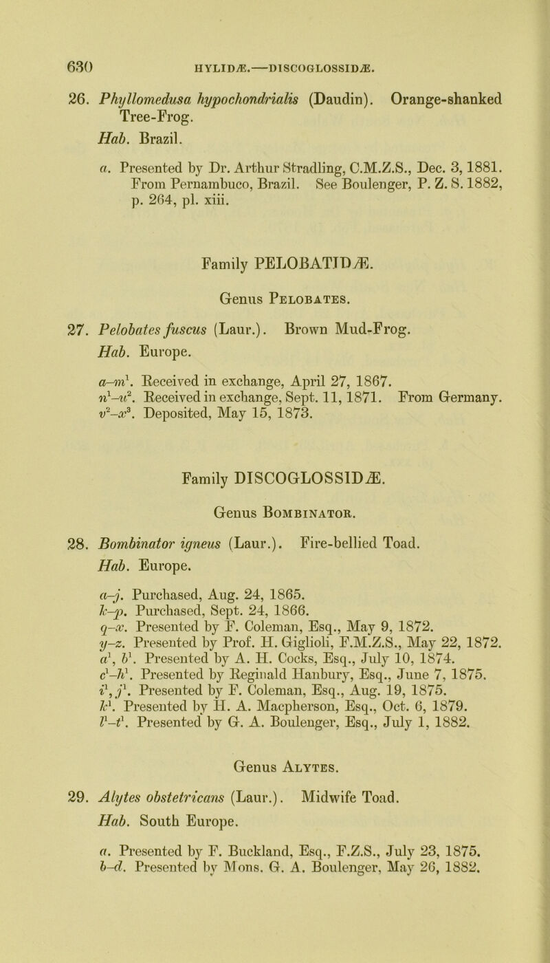 26. Phyllomedusa hypochondrialis (Daudin). Orange-shanked Tree-Frog. Hab. Brazil. a. Presented by Dr. Arthur Stradling, C.M.Z.S., Dec. 3,1881. From Pernambuco, Brazil. See Boulenger, P. Z. S. 1882, p. 264, pi. xiii. Family PELOBATJD/E. Genus Pelobates. 27. Pelobates fuscus (Laur.). Brown Mud-Frog. Hab. Europe. a-m}. Received in exchange, April 27, 1867. nl-u2. Received in exchange, Sept. 11,1871. From Germany. v2-xz. Deposited, May 15, 1873. Family DISCOGLOSSIDAfi. Genus Bombinator. 28. Bombinator igneus (Laur.). Fire-bellied Toad. Hab. Europe. a-j. Purchased, Aug. 24, 1865. l.-p. Purchased, Sept. 24, 1866. q-x. Presented by F. Coleman, Esq., May 9, 1872. y-z. Presented by Prof. H. Giglioli, F.M.Z.S., May 22, 1872. a1, b1. Presented by A. IP. Cocks, Esq., July 10, 1874. d-h\ Presented by Reginald Hanbury, Esq., June 7, 1875. Presented by F. Coleman, Esq., Aug. 19, 1875. id. Presented by H. A. Macpherson, Esq., Oct. 6, 1879. Z1-*1. Presented by G. A. Boulenger, Esq., July 1, 1882. Genus Alytes. 29. Alytes obstetricans (Laur.). Midwife Toad. Hab. South Europe. a. Presented by F. Buckland, Esq., F.Z.S., July 23, 1875. b-d. Presented by Mons. G. A. Boulenger, May 26, 1882.