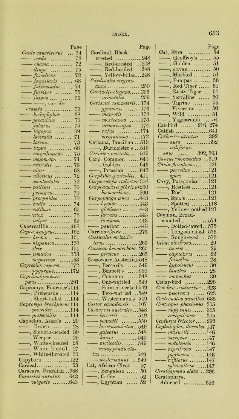 65^ Page Can is cancrivorus . ... 74 cerdo .. 72 chaona .. 72 dingo .. 75 * famelicus .. 72 familiaris .. 68 julvicaudus .. 74 fulvipes .. 75 fulvus .. 73 , var. de- cussata .. 73 hodophylax .. 68 ja van icus .. 70 jubatus .. 75 lagopus .. 69 lateralis .. 71 latrans .. 73 lupus .. 68 onagellaoiicus .. .. 75 mesomelas . 71 microtis .. 75 niger ,. 68 niloticus . 72 occidentals . 72 pallipes . 70 primcevus . 70 ■ procynides . 70 rudis . 74 rutilans velox . 73 vulpes . 69 Capercaillie .466 Capra cegagrus .152 hircus .151 hispanica .153 ibex .151 jemlaica .153 megaceros .153 Capreohis caprcea .172 pyqarqus .172 Caprimulgus euro- pceus .291 Capromys, Fournier’sll4 , Prehensile .114 , Short-tailed .. .114 Capromys brachyurus 114 pilorides .114 prehensilis Capuchin, Azara’s .. .114 . 29 ■ , Brown . 28 , Smooth-headed . 30 , Weeper . 29 , White-cheeked 28 , White-fronted . 27 , White-throated l 30 Capybara ,122 Caracal . 53 Caracara, Brazilian... 388 Carassius auratus ... 643 vulgaris 643 Page Cardinal, Black- crested 248 , Red-crested ...248 , Red-headed ...248 , Yellow-billed...248 Cardinalis virgini- anus 250 Carduelis elcgans 256 orientalis 256 Cariacus caonpcstris. ..174 gymnotis 173 macrotis 173 mexiccinus 173 nemorivagus ...174 rufus 174 virginianus 172 Cariama, Brazilian ...519 , Burmeister’s ...519 Cariama cristata 519 Carp, Common 643 , Golden 643 , Prussian 643 Carphibis spinicollis. ..411 Carpococcyx radialus 304 Carpodacus erythrinus2$0 hcemorrhous 260 Carpophaga cenea ...443 bicolor 443 globicera 443 latrans 443 luctuosa 443 paulina 443 Carrion-Crow 276 Cassiculus melanic- terus 265 Cassicus hcemorrhous 265 persicus 265 Cassowary, Australian 548 , Beccari’s 549 , Bennett’s 550 , Common 548 , One-wattled ...549 , Painted-necked 549 ■ , Two-wattled ...549 , Westermann’s 549 Castor canadensis ...107 Casuarius australis ...548 ■ beccarii 549 bennetti 550 bicarunculatus.. .549 galeatus 548 kaupi 549 picticollis 549 • uniappendicula- tus 549 westermann i ... 549 Cat, African Civet ... 57 , Bengalese 50 , Caffer 52 , Egyptian 52 Page Cat, Eyra 54 , Geoffrey’s 55 , Golden 51 , Javan 50 , Marbled 51 , Pampas 56 , Red Tiger 51 , Rusty Tiger ... 51 , Servaline 50 , Tigrine 55 , Viverrine 50 , Wild 51 , Yaguarundi ... 54 Catfish 641 Cathartes atratus ... 392 aura 392 calif or ni- anus 392, 393 Causus rhombeatus ...619 Cavia flcividens 121 porcellus 121 spixi 121 Cavy, Patagonian ...121 , Restless 121 , Rock 121 , Spix’s 121 , Spotted 118 , Y'ellow-toothed 121 Cayman, Broad- snouted 574 , Dotted-jawed...575 , Long-shielded 575 , Rough-eyed ...575 Cebus albijrons 29 azarce 29 capucinus 29 fatuellus 28 hypoleucus 30 lunatus 28 nionachus 30 Cedar-bird 226 Cenchris contortrix ...623 piscivora 623 Centronotus gunellus 638 Centropus phasianus 305 rvfipennis 305 senegalensis ... 305 Centurus tricolor 292 Cephalophus dorsalis 147 maxwelli 146 —— oner gens 147 natalensis 146 oiigrifrons 147 pygmceus 146 rufilatus 147 sylvicultrix 147 Ceratogyonoui elata ...296 Ceratophrys, Adorned 626