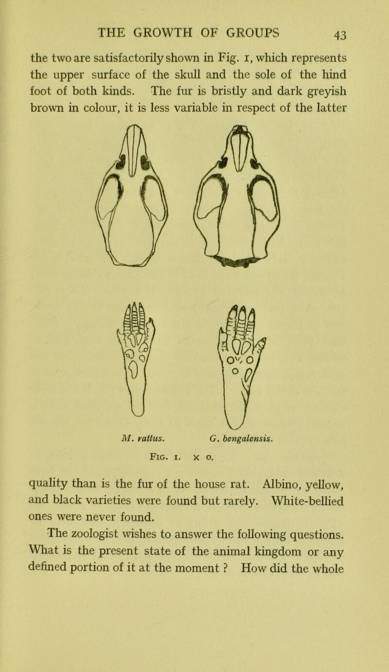 the two are satisfactorily shown in Fig. i, which represents the upper surface of the skull and the sole of the hind foot of both kinds. The fur is bristly and dark greyish brown in colour, it is less variable in respect of the latter Fig. i. x o. quality than is the fur of the house rat. Albino, yellow, and black varieties were found but rarely. White-bellied ones were never found. The zoologist wishes to answer the following questions. What is the present state of the animal kingdom or any defined portion of it at the moment ? How did the whole