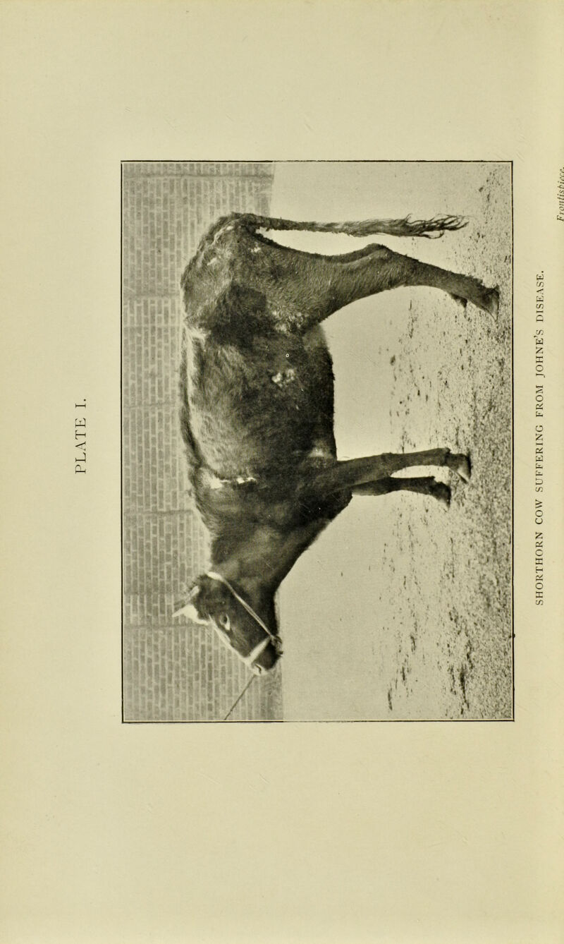 PLATE I. SHORTHORN COW SUFFERING FROM JOHNE’S DISEASE.