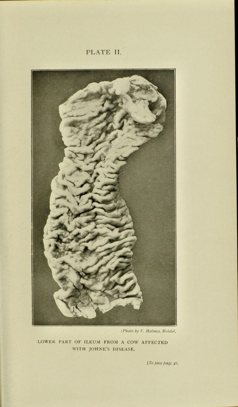 [Photo by F. Holmes, Bristol. LOWER PART OF ILEUM FROM A COW AFFECTED WITH JOHNE:S DISEASE. t To face page 4S.