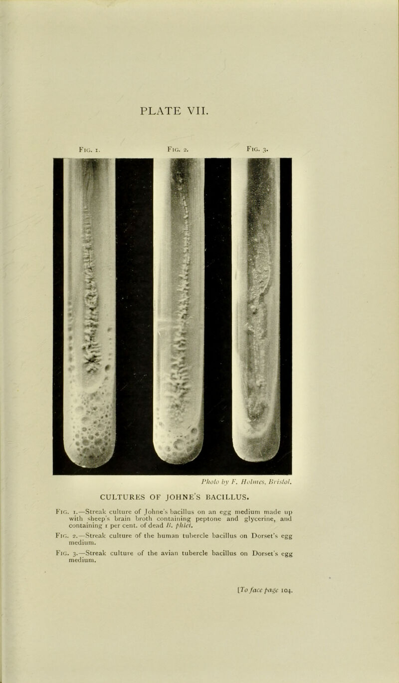 Fig. i. Fig. 2. Fig. 3. Photo by F. Holmes, Bristol. CULTURES OF JOHNE’S BACILLUS. Fig. i.—Streak culture of Johne’s bacillus on an egg medium made up with sheep’s brain broth containing peptone and glycerine, and containing 1 per cent, of dead B. phlei. Fig. 2.—Streak culture of the human tubercle bacillus on Dorset’s egg medium. Fig. 3.—Streak culture of the avian tubercle bacillus on Dorset’s egg medium.
