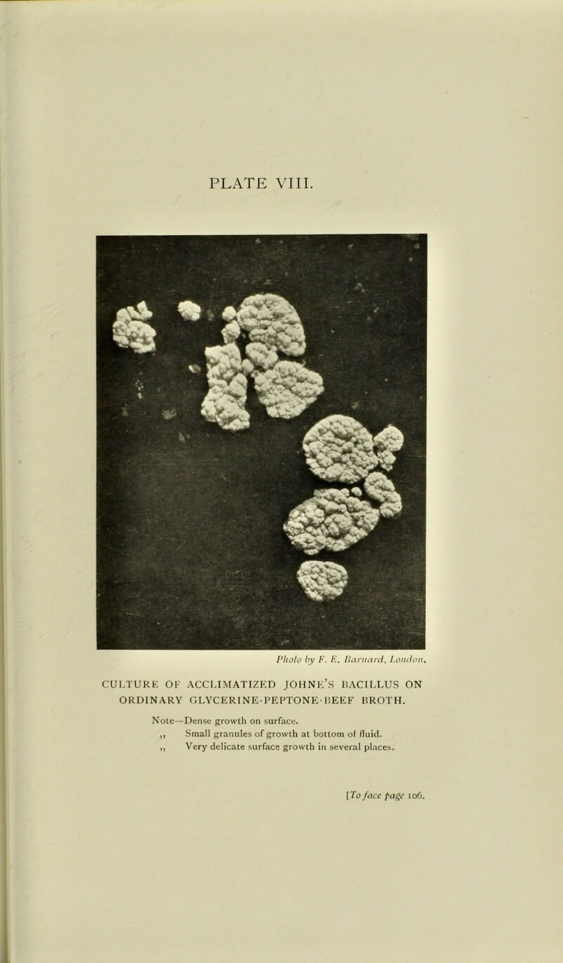 Photo by F. E. Barnard, London. CULTURE OF ACCLIMATIZED JOHNE’S BACILLUS ON ORDINARY GLYCERINE-PEPTONE-BEEF BROTH. Note—Dense growth on surface. ,, Small granules of growth at bottom of fluid. ,, Very delicate surface growth in several places.