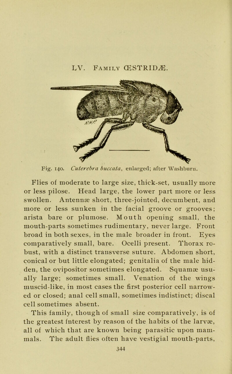 LV. Family CESTRID^. - I Fig. 140. Cuterebra buccata, enlarged; after Washburn. Flies of moderate to large size, thick-set, usually more or less pilose. Head large, the lower part more or less swollen. Antennae short, three-jointed, decumbent, and more or less sunken in the facial groove or grooves; arista bare or plumose. Mouth opening small, the mouth-parts sometimes rudimentary, never large. Front broad in both sexes, in the male broader in front. Eyes comparatively small, bare. Ocelli present. Thorax ro- bust, with a distinct transverse suture. Abdomen short, conical or but little elongated; genitalia of the male hid- den, the ovipositor sometimes elongated. Squamae usu- ally large; sometimes small. Venation of the wings muscid-like, in most cases the first posterior cell narrow- ed or closed; anal cell small, sometimes indistinct; discal cell sometimes absent. This family, though of small size comparatively, is of the greatest fnterest by reason of the habits of the larvae, all of which that are known being parasitic upon mam- mals. The adult flies often have vestigial mouth-parts,