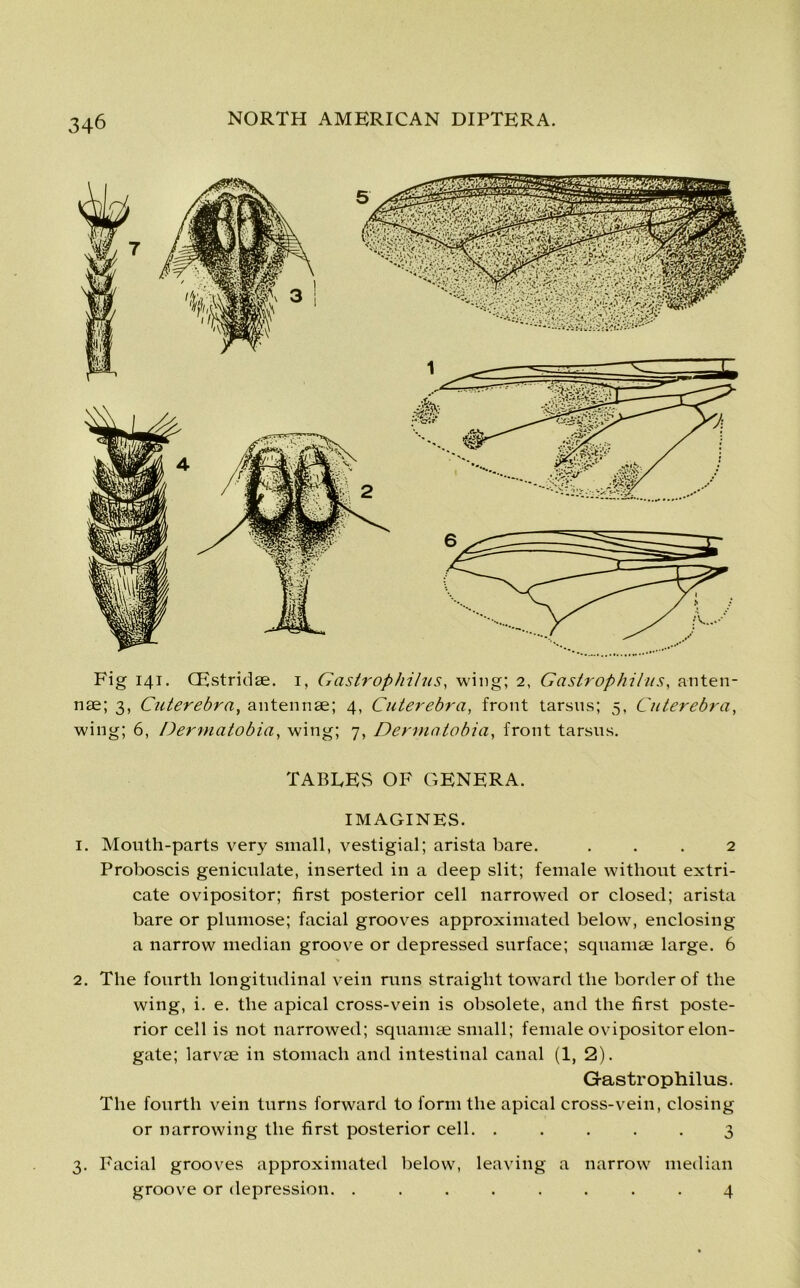 Fig 141. CEstridae. 1, Gastrophi/us, wing; 2, Gastrophilus, anten- nae; 3, Cuterebra, antennae; 4, Cuterebra, front tarsus; 5, Cuterebra, wing; 6, Dermatobia, wing; 7, Dermatobia, front tarsus. TABLES OF GENERA. IMAGINES. 1. Mouth-parts very small, vestigial; arista bare. ... 2 Proboscis geniculate, inserted in a deep slit; female without extri- cate ovipositor; first posterior cell narrowed or closed; arista bare or plumose; facial grooves approximated below, enclosing a narrow median groove or depressed surface; squamae large. 6 •* 2. The fourth longitudinal vein runs straight toward the border of the wing, i. e. the apical cross-vein is obsolete, and the first poste- rior cell is not narrowed; squamae small; female ovipositor elon- gate; larvae in stomach and intestinal canal (1, 2). Gastrophilus. The fourth vein turns forward to form the apical cross-vein, closing or narrowing the first posterior cell. ..... 3 3. Facial grooves approximated below, leaving a narrow median groove or depression. ........ 4