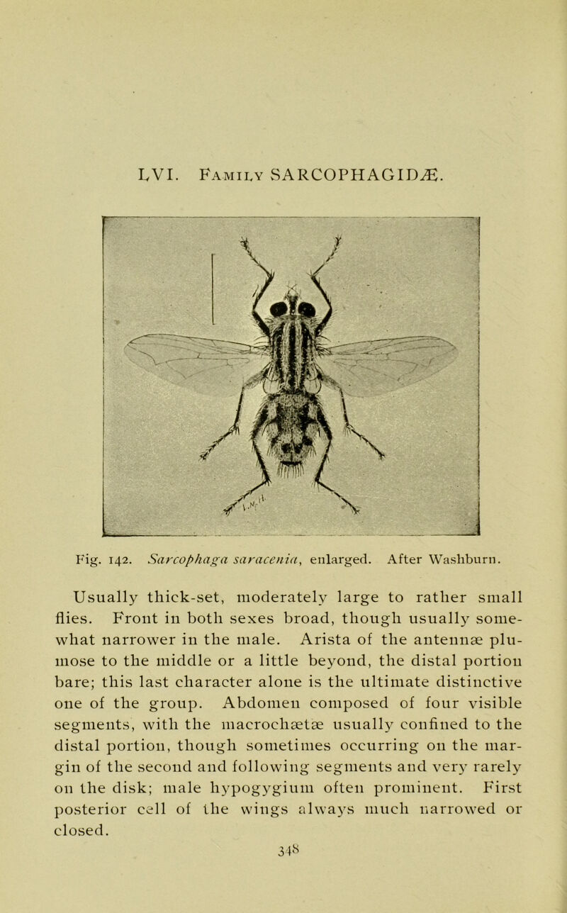 UVI. Family SARCOPHAGI!)^. Fig. 142. Sarcophaga saracenia, enlarged. After Washburn. Usually thick-set, moderately large to rather small flies. Front in both sexes broad, though usually some- what narrower in the male. Arista of the antennae plu- mose to the middle or a little beyond, the distal portion bare; this last character alone is the ultimate distinctive one of the group. Abdomen composed of four visible segments, with the macrochaetae usually confined to the distal portion, though sometimes occurring on the mar- gin of the second and following segments and very rarely on the disk; male hypogygium often prominent. First posterior cell of the wings always much narrowed or closed.
