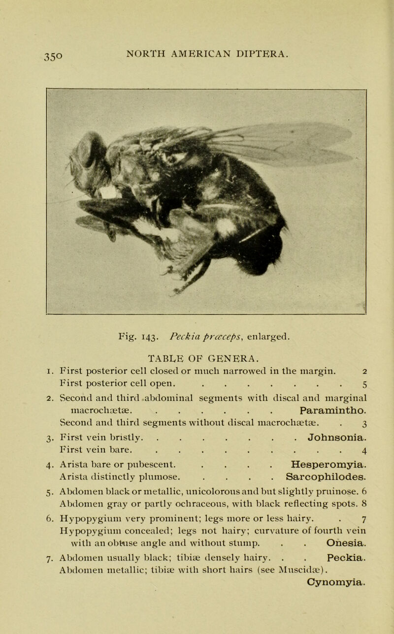 Fig. 143. Peckia prccceps, enlarged. TABLE OF GENERA. 1. First posterior cell closed or much narrowed in the margin. 2 First posterior cell open. ....... 5 2. Second and third abdominal segments with discal and marginal macrochoetae. Paramintho. Second and third segments without discal macrochaetae. . 3 3. First vein bristly. First vein bare. 4. Arista bare or pubescent. Arista distinctly plumose. . Johnsonia. 4 Hesperomyia. Sarcophilod.es. 5. Abdomen black or metallic, unicolorous and but slightly pruinose. 6 Abdomen gray or partly ochraceous, with black reflecting spots. 8 6. Hypopygium very prominent; legs more or less hairy. . 7 Hypopyginm concealed; legs not hairy; curvature of fourth vein with an obtuse angle and without stump. . . Onesia. 7. Abdomen usually black; tibiae densely hairy. . . Peckia. Abdomen metallic; tibiae with short hairs (see Muscidae). Cynomyia.