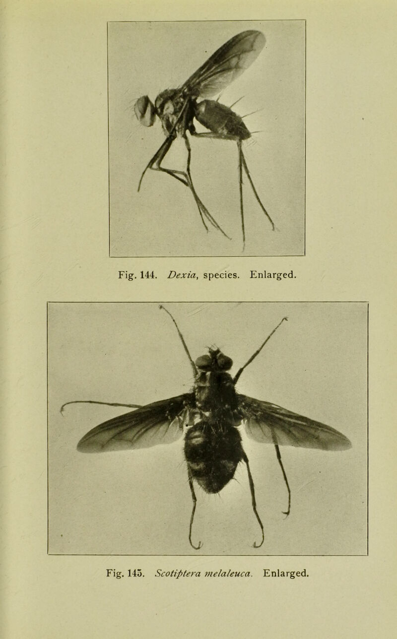 Fig. 145. Scotiptera melaleuca. Enlarged.