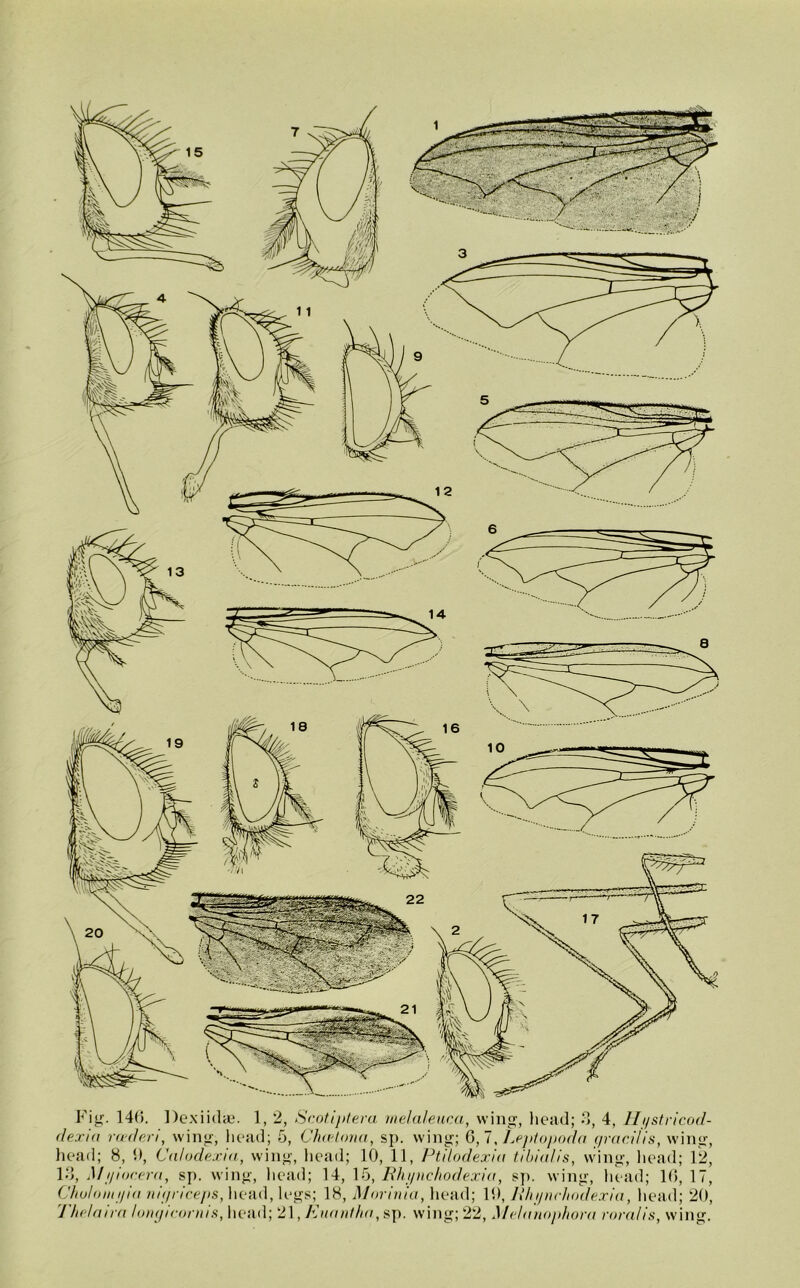 dexia roederi, wing, head; 5, Chtetona, sp. wing; C, 7, Lejitopoda gracilis, wing, head; 8, 9, Calodexm, wing, head; 10, 11, Ptilodexia tibialis, wing, head; 12, 13, Mi/iocera, sp. wing, head; 14, 15, Bhi/nchodexia, sp. wing, head; 16, 17, Chulomijia nigriceps, head, legs; 18, Morinia, head; 19, B/njncJioilexia, head; 20, Thelaira longicornis, head; 21, Enantha, sp. wing; 22, Melanophora roralis, wing.