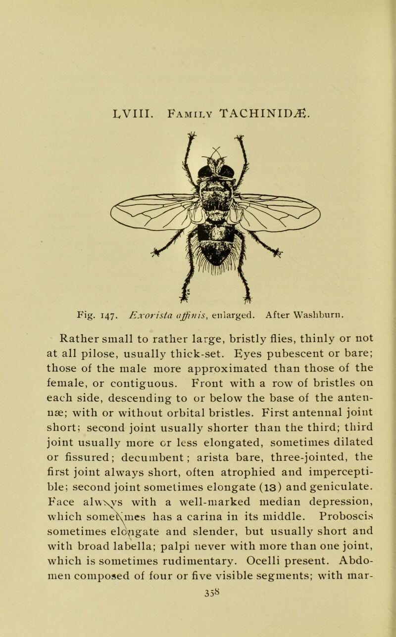 RVIII. Family TACHINID^. Fig. 147. Exorista ajfinis, enlarged. After Washburn. Rather small to rather large, bristly flies, thinly or not at all pilose, usually thick-set. Eyes pubescent or bare; those of the male more approximated than those of the female, or contiguous. Front with a row of bristles on each side, descending to or below the base of the anten- nae; with or without orbital bristles. First antennal joint short; second joint usually shorter than the third; third joint usually more or less elongated, sometimes dilated or fissured; decumbent; arista bare, three-jointed, the first joint always short, often atrophied and impercepti- ble; second joint sometimes elongate (13) and geniculate. Face alwxvs with a well-marked median depression, which somei\mes has a carina in its middle. Proboscis sometimes elongate and slender, but usually short and with broad labella; palpi never with more than one joint, which is sometimes rudimentary. Ocelli present. Abdo- men composed of four or five visible segments; with inar- 35«