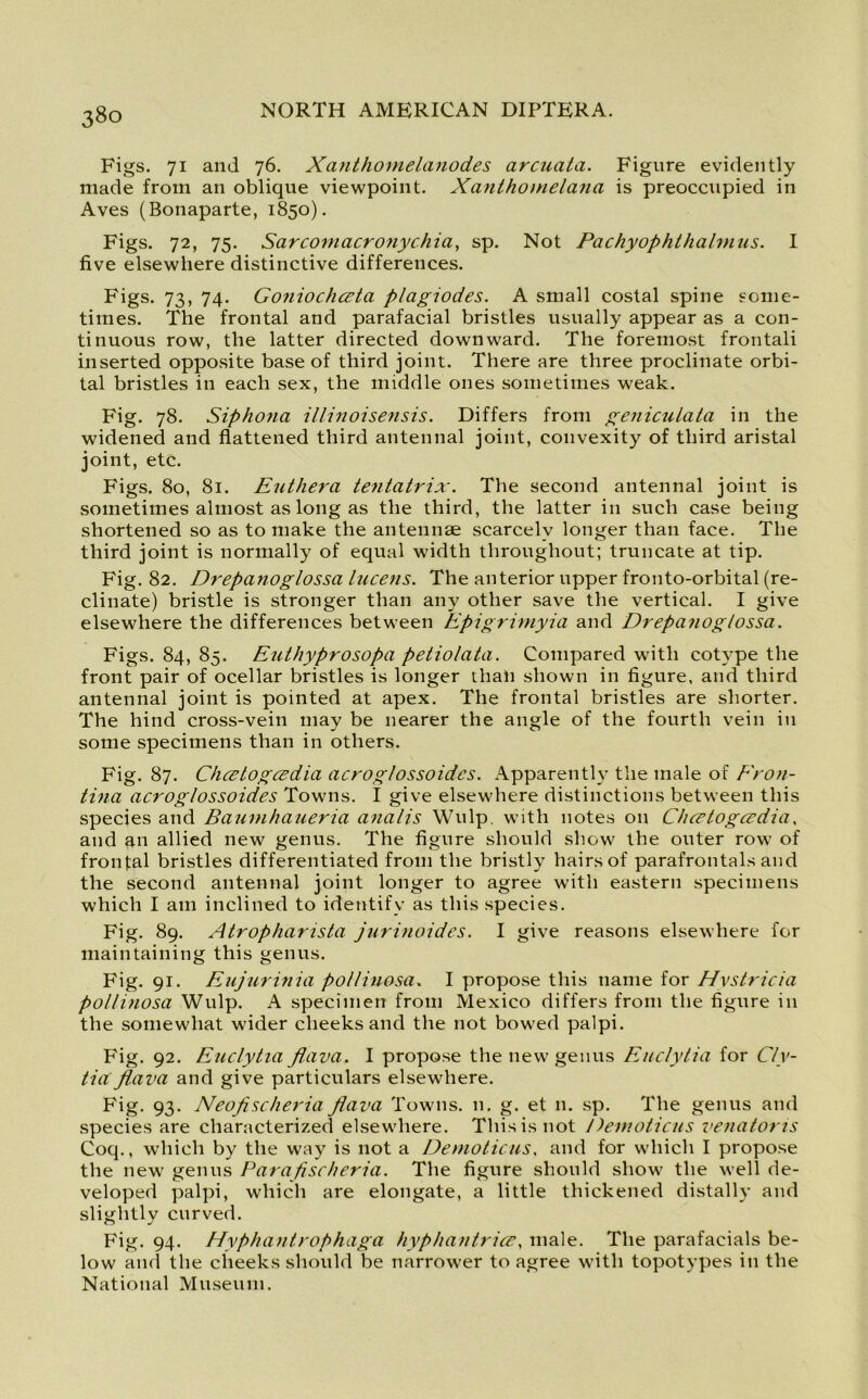 Figs. 71 and 76. Xanthomelanod.es arcuata. Figure evidently made from an oblique viewpoint. Xanthomelana is preoccupied in Aves (Bonaparte, 1850). Figs. 72, 75. Sarcomacronychia, sp. Not Pachyophthalmus. I five elsewhere distinctive differences. Figs. 73, 74. Goniochceta piagiodes. A small costal spine some- times. The frontal and parafacial bristles usually appear as a con- tinuous row, the latter directed downward. The foremost frontali inserted opposite base of third joint. There are three proclinate orbi- tal bristles in each sex, the middle ones sometimes weak. Fig. 78. Siphona illinoisensis. Differs from geniculata in the widened and flattened third antennal joint, convexity of third aristal joint, etc. Figs. 80, 81. Euthera tentatrix. The second antennal joint is sometimes almost as long as the third, the latter in such case being shortened so as to make the antennae scarcely longer than face. The third joint is normally of equal width throughout; truncate at tip. Fig. 82. Drepanoglossa lucens. The anterior upper fronto-orbital (re- clinate) bristle is stronger than any other save the vertical. I give elsewhere the differences between Epigrimyia and Drepanoglossa. Figs. 84, 85. Euthyprosopa petiolata. Compared with cotype the front pair of ocellar bristles is longer than shown in figure, and third antennal joint is pointed at apex. The frontal bristles are shorter. The hind cross-vein may be nearer the angle of the fourth vein in some specimens than in others. Fig. 87. Chcetogcedia acroglossoidcs. Apparently the male of Eron- tina acroglossoides Towns. I give elsewhere distinctions between this species and Baumhaueria analis Wulp, with notes on Chcetogcedia. and an allied new genus. The figure should show the outer row of frontal bristles differentiated from the bristly hairs of parafrontals and the second antennal joint longer to agree with eastern specimens which I am inclined to identify as this species. Fig. 89. Atropharista jurinoides. I give reasons elsewhere for maintaining this genus. Fig. 91. Eujurinia po/tinosa. I propose this name for Hystricia pollinosa Wulp. A specimen from Mexico differs from the figure in the somewhat wider cheeks and the not bowed palpi. Fig. 92. Euclytia ftava. I propose the new genus Enclylia for Cly- tia fiava and give particulars elsewhere. Fig. 93. Neofischeria ftava Towns. 11. g. et 11. sp. The genus and species are characterized elsewhere. This is not Demoticus Venator is Coq., which by the way is not a Demoticus. and for which I propose the new genus Parafischeria. The figure should show the well de- veloped palpi, which are elongate, a little thickened distally and slightly curved. Fig. 94. Hyphantrophaga hyphan trice, male. The parafacials be- low and the cheeks should be narrower to agree with topotypes in the National Museum.