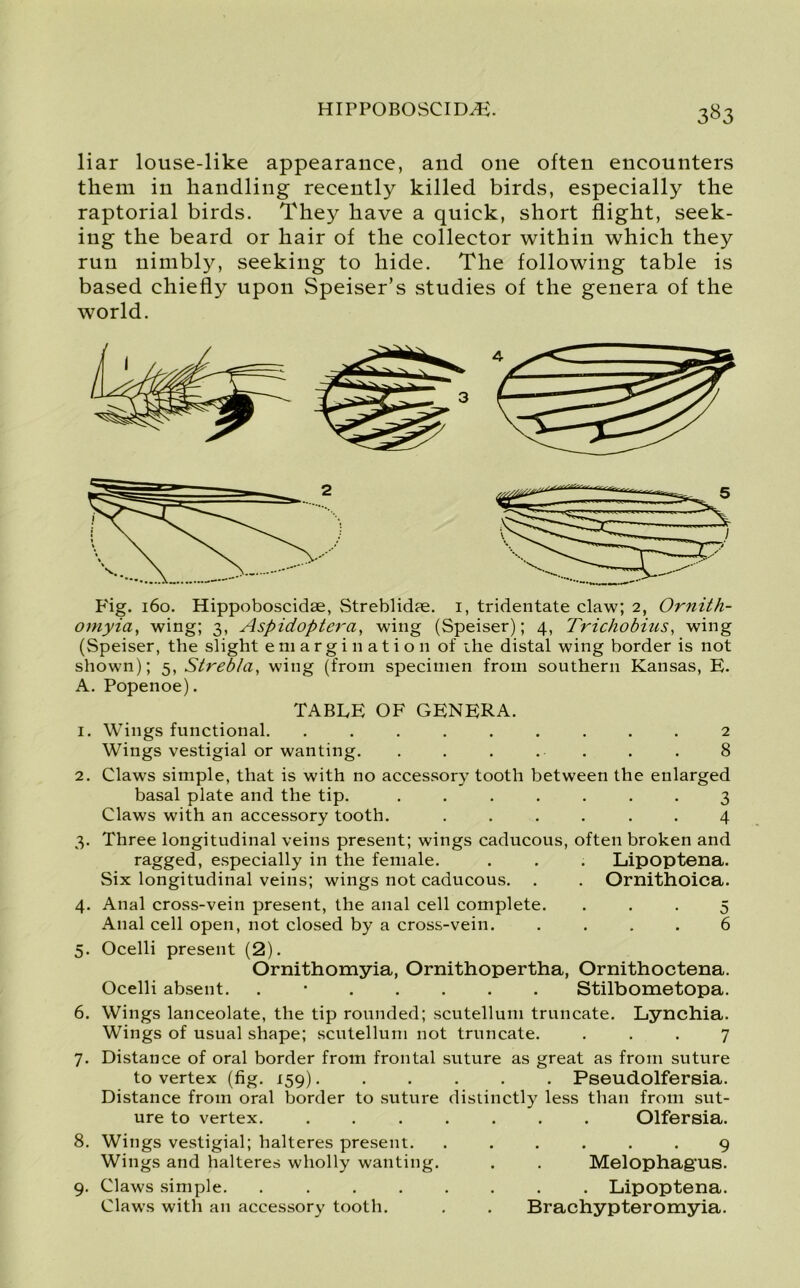 HIPPOBOSCID/E. 3^3 liar louse-like appearance, and one often encounters them in handling recently killed birds, especially the raptorial birds. They have a quick, short flight, seek- ing the beard or hair of the collector within which they run nimbly, seeking to hide. The following table is based chiefly upon Speiser’s studies of the genera of the world. Fig. 160. Hippoboscidae, Streblidae. 1, tridentate claw; 2, Ornith- omyia, wing; 3, Aspidopterci, wing (Speiser); 4, Trichobius, wing (Speiser, the slight emargination of the distal wing border is not shown); 5, Strebla, wing (from specimen from southern Kansas, E. A. Popenoe). 1. 2. 3* 4- 5- 6. 7- 8. 9- TABLE OF GENERA. Wings functional. ......... 2 Wings vestigial or wanting. . . . . . . . 8 Claws simple, that is with no accessory tooth between the enlarged basal plate and the tip. ....... 3 Claws with an accessory tooth. ...... 4 Three longitudinal veins present; wings caducous, often broken and ragged, especially in the female. . . . Lipoptena. Six longitudinal veins; wings not caducous. . . Ornithoica. Anal cross-vein present, the anal cell complete. ... 5 Anal cell open, not closed by a cross-vein. .... 6 Ocelli present (2). Ornithomyia, Ornithopertha, Ornithoctena. Ocelli absent. . Stilbometopa. Wings lanceolate, the tip rounded; scutellum truncate. Lynchia. Wings of usual shape; scutellum not truncate. ... 7 Distance of oral border from frontal suture as great as from suture to vertex (fig. 159) Pseudolfersia. Distance from oral border to suture distinctly less than from sut- ure to vertex. ....... Olfersia. Wings vestigial; halteres present. Wings and halteres wholly wanting. Claws simple. .... Claws with an accessory tooth. • • • • 9 Melophagus. . Lipoptena. Brachypteromyia.