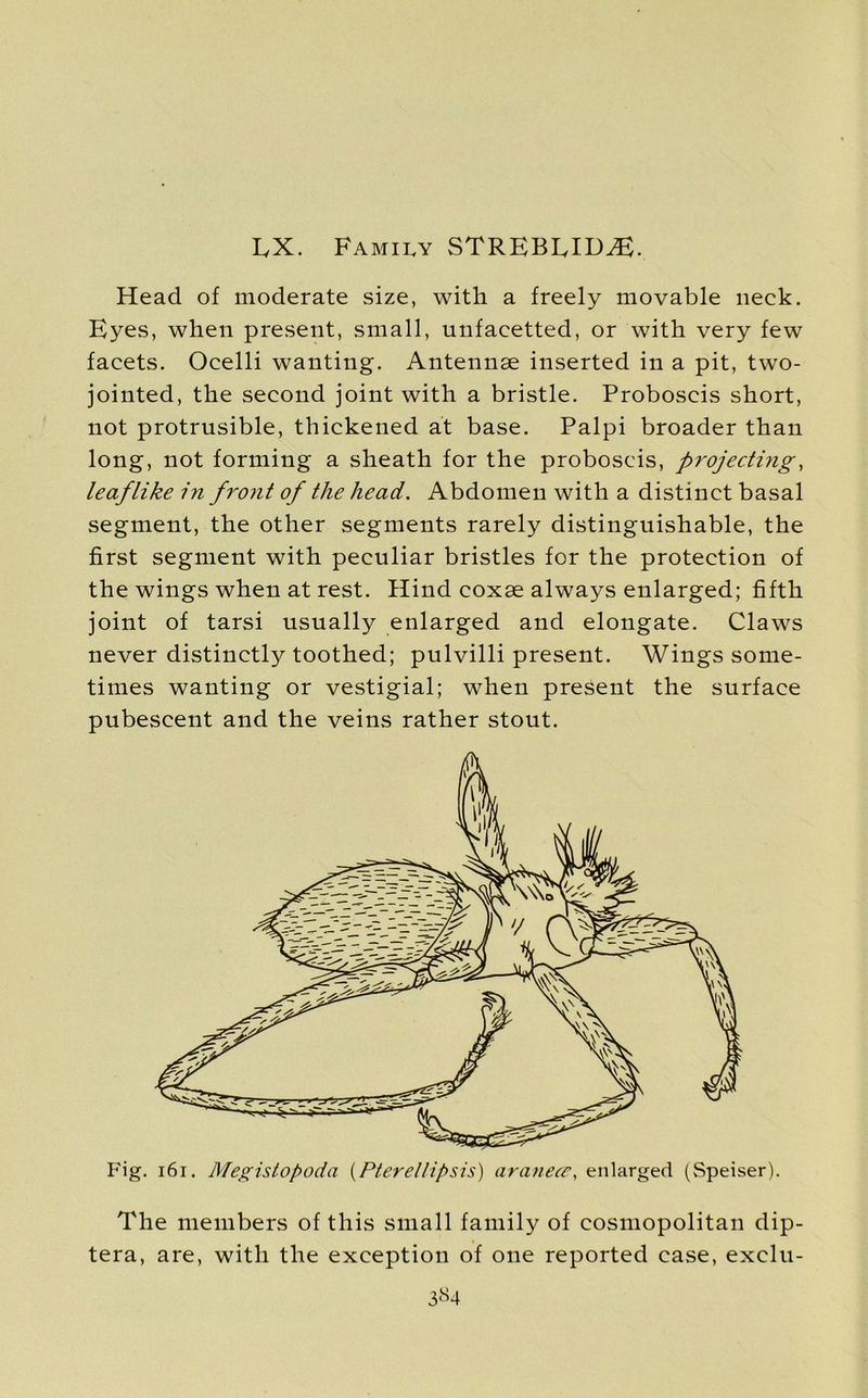LX. Family STREBLID.E. Head of moderate size, with a freely movable neck. Eyes, when present, small, unfacetted, or with very few facets. Ocelli wanting. Antennae inserted in a pit, two- jointed, the second joint with a bristle. Proboscis short, not protrusible, thickened at base. Palpi broader than long, not forming a sheath for the proboscis, projecting, leaf like iyi front of the head. Abdomen with a distinct basal segment, the other segments rarely distinguishable, the first segment with peculiar bristles for the protection of the wings when at rest. Hind coxae always enlarged; fifth joint of tarsi usually enlarged and elongate. Claws never distinctly toothed; pulvilli present. Wings some- times wanting or vestigial; when present the surface pubescent and the veins rather stout. Fig. 161. Megistopoda (Pterel/ipsis) aranece, enlarged (Speiser). The members of this small family of cosmopolitan dip- tera, are, with the exception of one reported case, exelu-