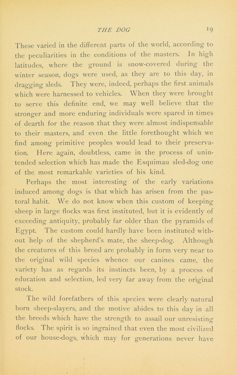 These varied in the different parts of the world, according to the peculiarities in the conditions of the masters. In high latitudes, where the ground is snow-covered during the winter season, dogs were used, as they are to this day, in dra°-o-incr sleds. They were, indeed, perhaps the first animals which were harnessed to vehicles. When they were brought to serve this definite end, we may well believe that the stronger and more enduring individuals were spared in times of dearth for the reason that they were almost indispensable to their masters, and even the little forethought which we find among primitive peoples would lead to their preserva- tion. Here again, doubtless, came in the process of unin- tended selection which has made the Esquimau sled-dog one of the most remarkable varieties of his kind. Perhaps the most interesting of the early variations induced among dogs is that which has arisen from the pas- toral habit. We do not know when this custom of keeping sheep in large flocks was first instituted, but it is evidently of exceeding antiquity, probably far older than the pyramids of Egypt. The custom could hardly have been instituted with- out help of the shepherd’s mate, the sheep-dog. Although the creatures of this breed are probably in form very near to the original wild species whence our canines came, the variety has as regards its instincts been, by a process of education and selection, led very far away from the original stock. The wild forefathers of this species were clearly natural born sheep-slayers, and the motive abides to this day in all the breeds which have the strength to assail our unresisting flocks. The spirit is so ingrained that even the most civilized % of our house-dogs, which may for generations never have