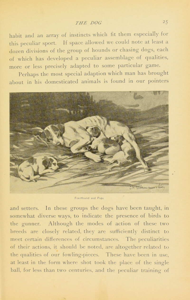 habit and an array of instincts which fit them especially for this peculiar sport. If space allowed we could note, at least a dozen divisions of the group of hounds or chasing dogs, each of which has developed a peculiar assemblage of qualities, more or less precisely adapted to some particular game. Perhaps the most special adaption which man has brought about in his domesticated animals is found in our pointers and setters. In these groups the dogs have been taught, in somewhat diverse ways, to indicate the presence of birds to the gunner. Although the modes of action of these two o o breeds are closelv related, thev are sufficientlv distinct to meet certain differences of circumstances. The peculiarities of their actions, it should be noted, are altogether related to the qualities of our fowling-pieces. These have been in use, at least in the form where shot took the place of the single ball, for less than two centuries, and the peculiar training of