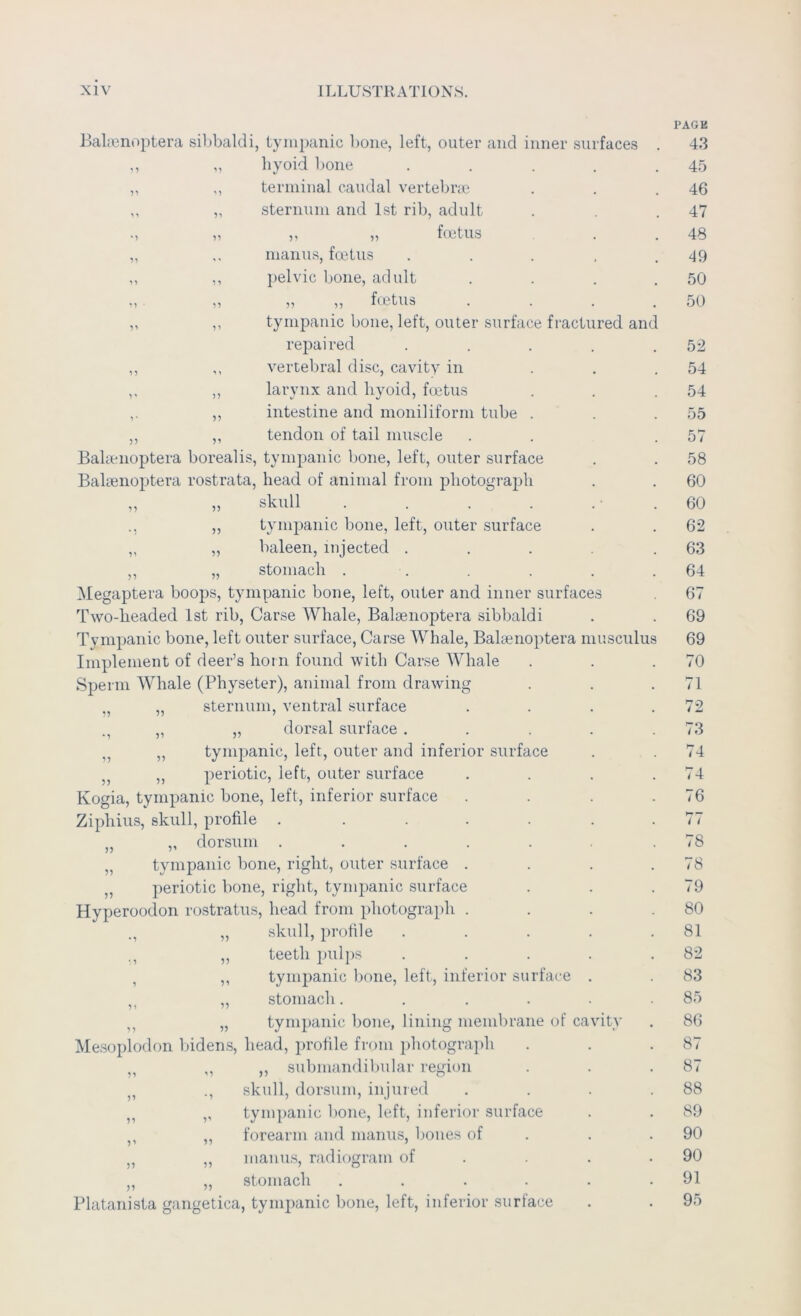 5) ?? Bahenoptera sil)baldi, tympanic bone, left, outer and inner surfaces ,, „ hyoid bone ,, ,, terminal caudal vertebrie ,, ,, sternum and 1st rib, adult ,, ,, f(etus ,, .. manus, foetus ,, ,, pelvic bone, adult ,, ,, ,, foctus ,, ,, tympanic bone, left, outer surface fractured an( repaired ,, ,, vertebral disc, cavity in ,, larynx and hyoid, foetus ,, intestine and moniliform tube . ,, ,, tendon of tail muscle Bahenoptera borealis, tympanic bone, left, outer surface Balsenoptera rostrata, head of animal from photograj^h skull . . , . tympanic bone, left, outer surface baleen, injected . stomach . Megaptera boops, tympanic bone, left, outer and inner surfaces Two-headed 1st rib, Carse Whale, Balteiioptera sibbaldi Tympanic bone, left outer surface, Carse Whale, Balaenoptera musculu Implement of deer’s horn found with Carse Whale Sperm Whale (Physeter), animal from drawing sternum, ventral surface „ dorsal surface . tympanic, left, outer and inferior surface periotic, left, outer surface Kogia, tympanic bone, left, inferior surface Ziphiiis, skull, profile ..... „ dorsum ..... tympanic bone, right, outer surface . periotic bone, right, tympanic surface Hyperoodon rostratus, head from photograph . skull, profile teeth pul})S tympanic bone, left, inferior surface ,, „ stomach. ,, „ tympanic bone, lining membrane of cavity Mesoplodon liidens, head, profile from photograph ,, ,, ,, submandibular region skull, dorsum, injured ,, ,, tympanic bone, left, inferior surface forearm and manus, bones of •>y 5? 51 55 55 55 55 55 55 55 manus, radiogram of „ stomach .... Platanista gangetica, tympanic bone, left, inferior surface PAGE 43 45 46 47 48 49 50 50 52 54 54 55 57 58 60 60 62 63 64 67 69 69 70 71 72 73 74 74 76 i I 78 78 79 80 81 82 83 85 86 87 87 88 89 90 90 91 95