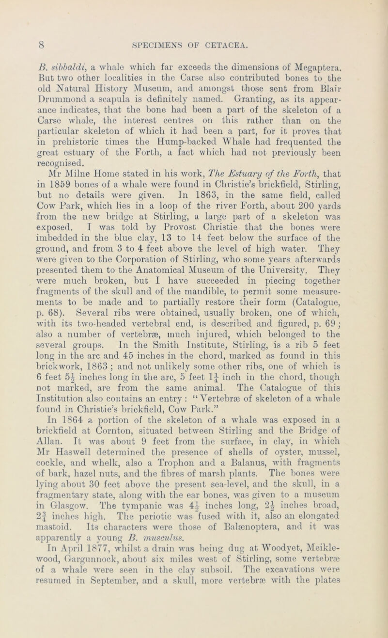 B. sibbaldi, a whale which far exceeds the dimensions of Megaptera. But two other localities in the Carse also contributed bones to the old Natural History Museum, and amongst those sent from Blair Drummond a scapula is definitely named. Granting, as its appear- ance indicates, that the bone had been a part of the skeleton of a Carse whale, the interest centres on this rather than on the particular skeleton of which it had been a part, for it proves that in prehistoric times the Hump-backed Whale had frequented the great estuary of the Forth, a fact which had not previously been recognised. jSIr Milne Home stated in his work, The Estuary of the Forth, that in 1859 bones of a whale were found in Christie’s brickfield, Stirling, but no details were given. In 1863, in the same field, called Cow Park, which lies in a loop of the river Forth, about 200 yards from the new bridge at Stirling, a large part of a skeleton was exposed. 1 was told by Provost Christie that the bones were imbedded in the blue clay, 13 to 14 feet below the surface of the ground, and from 3 to 4 feet above the level of high water. They were given to the Corporation of Stirling, who some years afterwards presented them to the Anatomical Museum of the Universit}. They were much broken, but I have succeeded in piecing together fragments of the skull and of the mandible, to permit some measure- ments to be made and to partially restore their form (Catalogue, p. 68). Several ribs were obtained, usually broken, one of which, with its two-headed vertebral end, is described and figured, p. 69 ; also a number of vertebrae, much injured, which belonged to the several groups. In the Smith Institute, Stirling, is a rib 5 feet long in the arc and 45 inches in the chord, marked as found in this brickwork, 1863 ; and not unlikely some other ribs, one of which is 6 feet 5| inches long in the arc, 5 feet 1|- inch in the chord, though not marked, are from the same animal The Catalogue of this Institution also contains an entry : “Vertebrae of skeleton of a whale found in Christie’s brickfield, Cow Park.” In 1864 a portion of the skeleton of a whale was exposed in a brickfield at Cornton, situated between Stirling and the Bridge of Allan. It was about 9 feet from the surface, in clay, in which Mr Haswell determined the presence of shells of oyster, mussel, cockle, and whelk, also a Trophon and a Balanus, with fragments of bark, hazel nuts, and the fibres of marsh plants. The bones were lying about 30 feet above the present sea-level, and the skull, in a fragmentary state, along with the ear bones, was given to a museum in Glasgow. The tympanic was 41 inches long, 2|- inches broad, 2| inches high. The periotic was fused with it, also an elongated mastoid. Its characters were those of Balacnoptera, and it was apparently a young B. musculus. In April 1877, whilst a drain was being dug at Woodyet, IMeikle- wood, Gargunnock, about six miles west of Stirling, some vertebra? of a whale were seen in the clay subsoil. The excavations were resumed in September, and a skull, more vertebra? with the plates