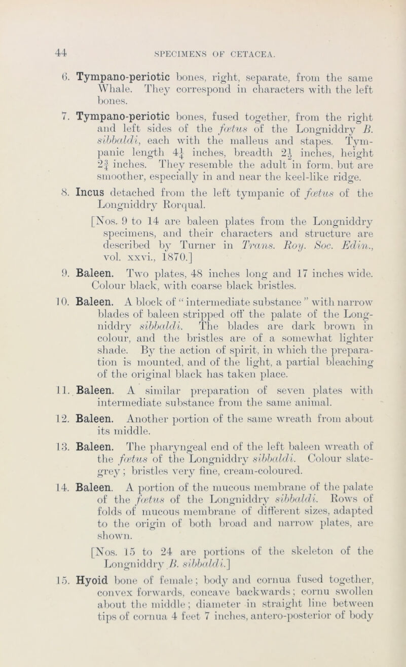 (j. Tympano-periotic bones, right, separate, from the same Wliale. They correspond in characters with the left bones. 7. Tympano-periotic bones, fused together, from the right and left sides of the fwtus of the Longniddry B. sihhaldi, each with the malleus and stapes. Tym- })anic length 4| inches, breadth 2^, inches, height 2J inches. They resemble the adult in foi*ni. but are smoother, especiall}^ in and near the keel-like ridge. <S. Incus detached from the left tympanic of fcetus of the Longniddry Ror(|ual. [Nos. 9 to 14 are baleen plates from the Longniddry specimens, and their characters and structure are described b}^ Turner in Trans. Boy. Soc. Edin., vol. xxvi., 1870.] 9. Baleen. Two plates, 48 inches long and 17 inches wide. Colour black, with coarse black bristles. 10. Baleen. A l)lock of “ intermediate substance ” with narrow blades of baleen stripped oft* the palate of the Long- niddry sihhaldi. The blades are dark brown in colour, and the bristles are of a somewhat lighter sliade. tiie action of spirit, in which the prepara- tion is mounted, and of the light, a partial bleaching of the original black has taken place. 11. Baleen. A similar preparation of seven plates with intermediate substance from the same animal. 12. Baleen. Another portion of the same wreath from about its middle. 13. Baleen. The pharyngeal end of the left baleen wreath of the fadus of the Longniddry sihhaldi. Colour slate- grey ; bristles very fine, cream-coloured. 14. Baleen. A portion of the mucous membrane of the imlate of the fadus of the Longniddry sd)h(ddi. Bows of folds of mucous membrane of ditl'erent sizes, adapted to the origin of both broad and narrow plates, are shown. [Xos. fo to 24 are portions of the skeleton of the Longnidchy /4 sihlxddi.] 15. Hyoid l)oue of female; Ixxly and cornua fused together, convex forwards, concave backwards; cornu swollen about the middle; diameter in straight line between tips of cornua 4 feet 7 inches, antero-posterior of body