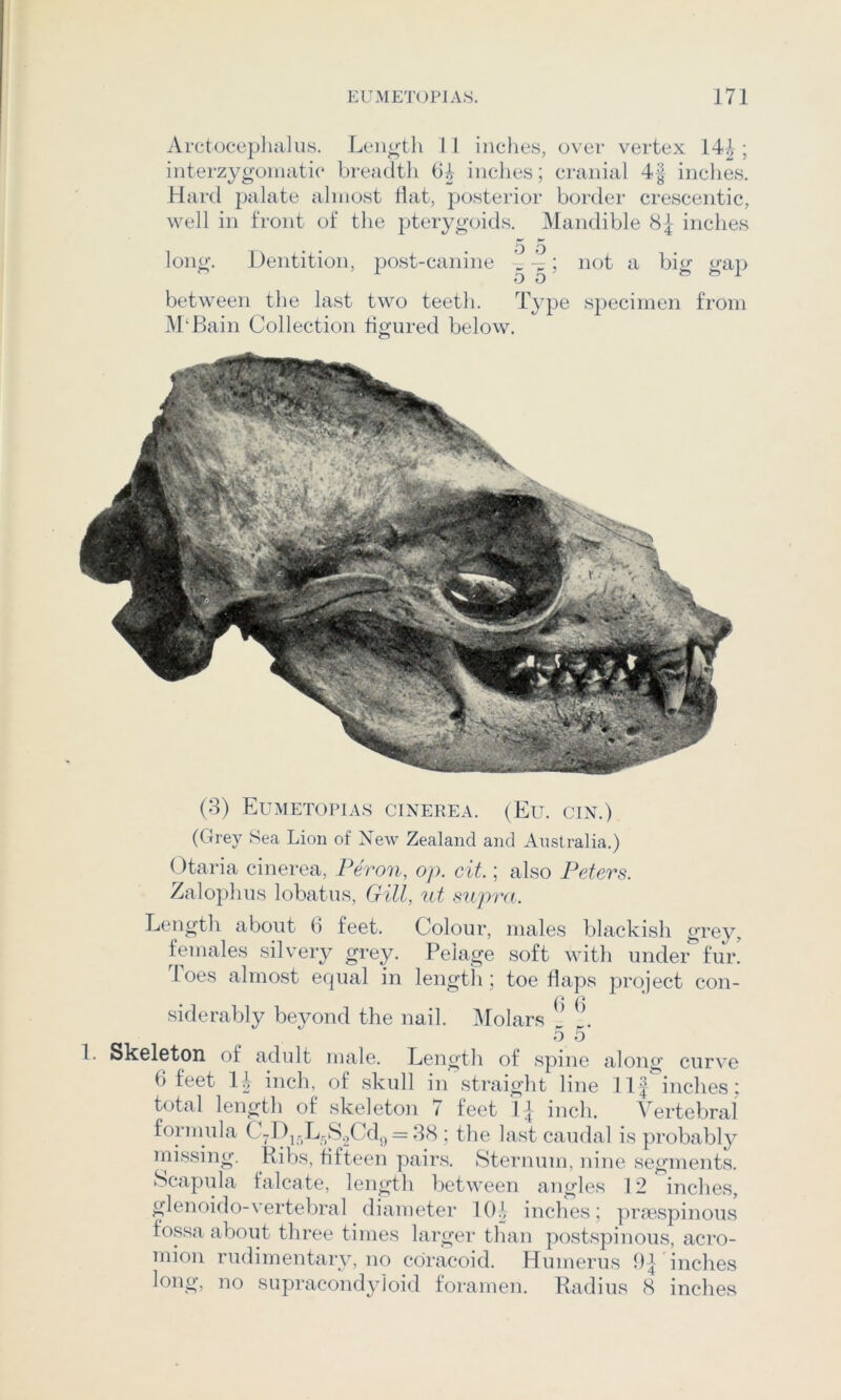 Arctocepluilus. Len^lh 11 indies, over vertex 14-^-; interzygoimitic breadth inches; cranial 4| inches. Hard palate almost Hat, posterior border crescentic, well in front of the pterygoids. Mandible 8| inches long. o o Dentition, post-canine h L • ^ot a big gaj^ 5 5 between the last two teeth. ’^'ype specimen from M‘Baiii Collection figured below. (3) Eumetopia.s cinerea. (Eu. cin.) (Grey Sea Lion of New Zealand and Australia.) Otaria cinerea, Peron, op. cit.; also Peters. Zalophus lobatus, Gill, 'id supra. Length about (> feet. Colour, males blackish grey, females silvery grey. Pelage soft with under fur. loes almost erpial in length; toe flaps project con- siderably beyond the nail. Molars \ 5 5 1. Skeleton of adult male. Length of spine along curve 6 feet H inch, of .skull in straight line ll| inches: total length of skeleton 7 feet inch. A^ertebral formula CyD^fJ^-.S.^Cd,) = 38 : the last caudal is probabl}^ ini.ssing. Ribs, fifteen pair.s. Sternum, nine segments. Scapula falcate, length between angles 12 inches, glenoido-vertebral diameter K).', inches; pra3spinous fossa about three times larger than postspinous, aci‘0- mion rudimentary, no coracoid. Humerus 91 inches long, no supracondyloid foramen. Radius 8 inches