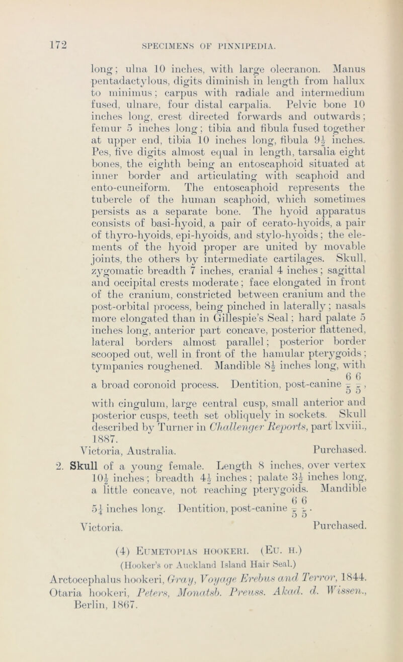 long; ulna 10 inches, with large olecranon. Manus })entadactylous, digits diniinish in length from hallux to minimus; carpus with radiale and intermedium fused, ulnare, four distal carpalia. Pelvic bone 10 inches long, crest directed forwards and outwards; femur 5 inches long • tibia and fibula fused together at upper end, tibia 10 inches long, fibula inches. Pes, five digits almost eijual in length, tarsalia eight bones, the eighth being an entoscaphoid situated at inner border and articulating with scaphoid and ento-cuneiform. The entoscaphoid represents the tubercle of the human scaphoid, which sometimes persists as a separate bone. The hyoid apparatus consists of basi-hyoid, a pair of cerato-hyoids, a pair of thyro-hyoids, epi-hyoids, and stylo-hyoids; the ele- ments of the hyoid proper are united by movable joints, the others by intermediate cartilages. Skull, zygomatic breadth 7 inches, cranial 4 inches; sagittal and occipital crests moderate; face elongated in front of the cranium, constricted between cranium and the post-orbital process, being pinched in laterally; nasals more elongated than in Gillespie’s Seal; hard palate 5 inches long, anterior part concave, posterior flattened, latei’al borders almost parallel; posterior border scooped out, well in front of the hamular pterygoids; tympanies roughened. Mandible inches long, with a broad coronoid process. Dentition, post-canine ^ ^ , with cingulum, large central cusp, small anterior and j)Osterior cusps, teeth set obliquely in sockets. Skull described by Turner in Challeiujer Reports, part Ixviii., 1887. Victoria, Australia. Purchased. 2. Skull of a young female. Length 8 inches, over vertex I0| inches; breadth inches; palate inches long, a little concave, not reaching pterygoids. Mandible () () 5| inches long. Dentition, post-canine -p . ‘ o o \actoria. Purchased. (4) LrMETOlMAS IIOOKERl. (Eu. H.) (Hooker’s or Auckland Island Hair Seal.) Arctocephalus hookeri, (rvay, VoyofJ^ Rrebus and Terror, 1844. Otaria hookeri. Refers, Monatsh. Rrenss. Akad. d. iris-se?i/., Berlin, 18b7.