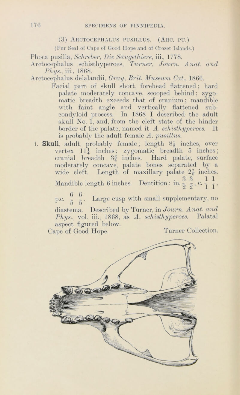 (8) Arctocephalus pusillus. (Arc. pu.) (Fur Seal of Gape of Good Hope and of Crozet Islands.) Plioca |)usilla, Schreher, Die SdtLgetJiiere, iii., 1778. Arctocephalus schisthyperoes, Turner, Journ. Anaf. and Phys., iii., 1808. Arctocephalus delalandii, Gray, Brit. Musettm Cat., 1800. Facial j^art of skull short, forehead flattened; hard palate moderately concave, scooped behind; zygo- matic breadth exceeds that of cranium; mandible with faint angle and vertically flattened sub- condyloid process. In 1808 I described the adult skull No. 1, and, from the cleft state of the hinder border of the palate, named it A. scldsthyperoes. It is probably the adult female A. 'pusilhis. 1. Skull, adult, probably female; length 8J inches, over vertex 11 ^ inches; zygomatic breadth 5 inches; cranial breadth 3f inches. Hard palate, surface moderately concave, palate bones separated b} a wide cleft. Length of maxillary palate 2J inches. .88 11 Mandible length 0 inches. Dentition : in. ^ f’ p.c. -z ^. Large cusp with small supplementary, no diastema. Described by Turner, in Journ. Anat. and Fh/ys., vol. iii., 1808, as A. schisthyperoes. Palatal aspect figured below. Cape of Good Hope. Turner Collection. a