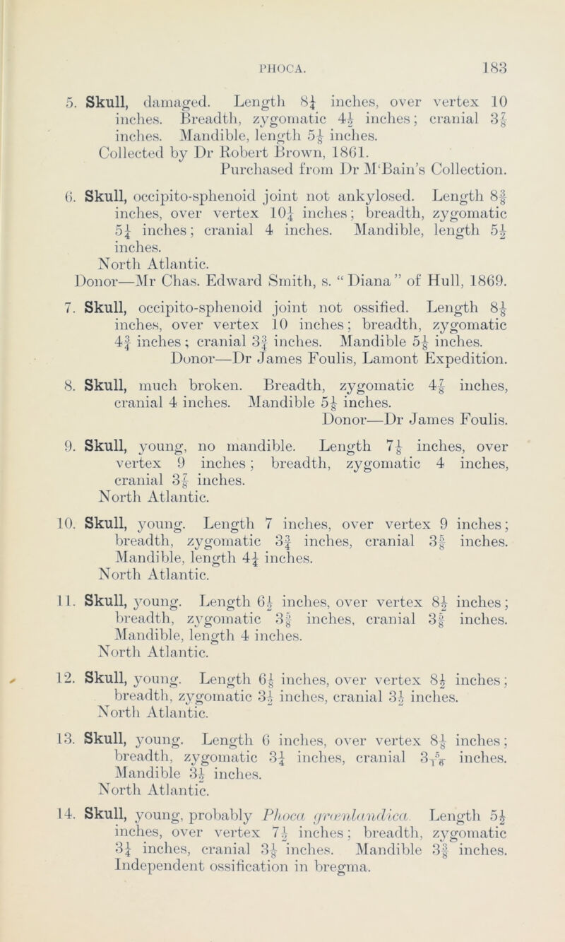 rnocA. 188 5. Skull, damaged. Lengtli 8^ inches, over vertex 10 inches. Breadtli, zygomatic inches; cranial indies. Mandible, length 5^ inches. Collected by Dr Robert Brown, 1801. Purcha.sed from Dr IM'Bain’s Collection. 0. Skull, occipito-sphenoid joint not ankylosed. Length 8| inches, over vertex IO4 inches; breadth, zygomatic 5| inches; cranial 4 inches. Mandible, length 5^ inches. North Atlantic. Donor—Mr Chas. Edward Smith, s. “Diana” of Hull, 1869. 7. Skull, occipito-sphenoid joint not ossified. Length 8^ inches, over vertex 10 inches; breadth, zygomatic 4| inches; cranial 3| inches. Mandible 5-g inches. Donor—Dr James Foulis, Lamont Expedition. 8. Skull, much broken. Breadth, zygomatic 4f inches, cranial 4 inches. Mandible 5| inches. Donor—Dr James Foulis. 9. Skull, young, no mandible. Length 7^ inches, over vertex 9 inches; breadth, zygomatic 4 inches, cranial 3| inches. North Atlantic. 10. Skull, young. Length 7 inches, over vertex 9 inches; breadth, z3^gomatic 3f inches, cranial 3f inches. Mandible, length 4^ inches. North Atlantic. 11. Skull, 3^oung. Length Of inches, over vertex 8| inches; breadth, z^^gomatic 3J inches, cranial 3| inches. Mandible, length 4 inches. North Atlantic. 12. Skull, young. Length 6^ inches, over vertex 8^ inches; breadth, zygomatic 34 inches, cranial 34 inches. North Atlantic. 13. Skull, young. Length 0 inches, over vertex 8^ inches ; breadth, zygomatic 3^ inches, cranial inches. Mandible 34 inches. North Atlantic. 14. Skull, young, probably Phoca (jnenlandica Length 5^ inches, over vertex 71 inches; breadth, zygomatic 3^ inches, cranial 3^r inches. Mandible 3f inches. Independent ossification in bregma.
