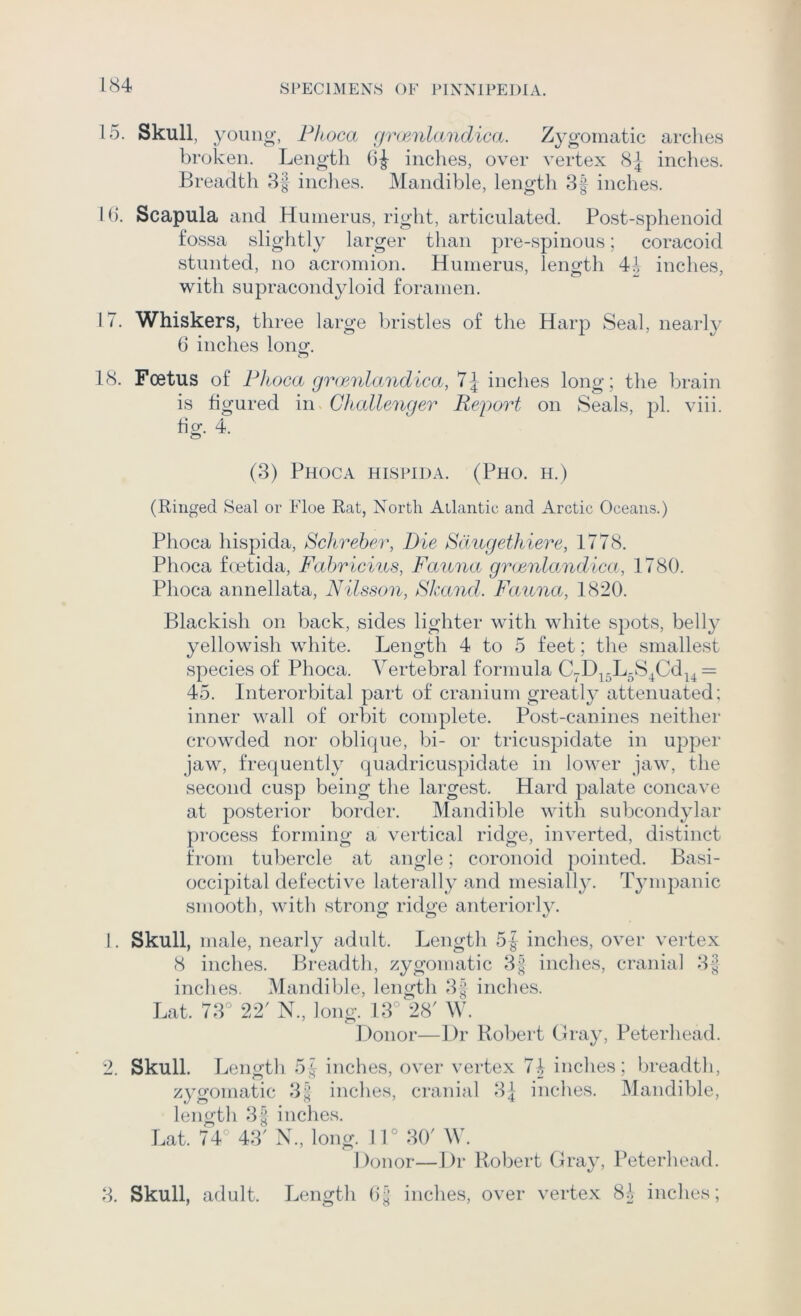 15. Skull, young, Plioca gruinlandica. Zygomatic arches broken. Length inches, over vertex 8^ inches. Breadth 8| indies. Mandible, length 3f inches. I (). Scapula and Humerus, right, articulated. Post-sphenoid fossa slightly larger than pre-spinous; coracoid stunted, no acromion. Humerus, length 44 inches, with supracondyloid foramen. 17. Whiskers, three large bristles of the Harp Seal, nearly b inches lono^. 18. Foetus of Fhoca gnmilandica, 7J inches long; the brain is figured in Challenger Ref)ort on Seals, pi. viii. tig. 4. o (3) Phoca hlspida. (Pho. h.) (Ringed Seal or Floe Rat, North Atlantic and Arctic Oceans.) Phoca hispida, Schreber, Die Sdugethiere, 1778. Phoca foetida, Fahricius, Fauna gnmilandica, 1780. Phoca annellata, Nilsson, Skand. Fauna, 1820. Blackish on back, sides lighter with white spots, belly yellowish white. Length 4 to 5 feet; the smallest species of Phoca. Vertebral formula C-D^^L^S^Cd^^ = 45. Interorbital part of cranium greatly attenuated; inner wall of orbit complete. Post-canines neither crowded nor oblique, bi- or tricuspidate in upper jaw, frequently quadricuspidate in lower jaw, the second cusp being the largest. Hard palate concave at posterior border. Mandible with subcondylar process forming a vertical ridge, inverted, distinct from tubercle at angle; coronoid pointed. Basi- occipital defective laterally and mesially. Tympanic smooth, with strong ridge anteriorly. 1. Skull, male, nearly adult. Length 5 J inches, over vertex 8 inches. Breadth, zygomatic 3| indies, cranial 3-^ inches. Mandible, length 3^ inches. Lat. 73° 22' N., long. 13° 28' W. Donor—Dr Robert Gray, Peterhead. 2. Skull. Length 5^ inches, over vertex 74 inches; breadth, zygomatic 3^; inches, cranial 34 inches. Mandible, length 3| inches. Lat. 74° 43' N., long. 11° 30' \V. Donor—Dr Robert Gray, Peterhead. 3. Skull, adult. Length inches, over vertex 84 inches;