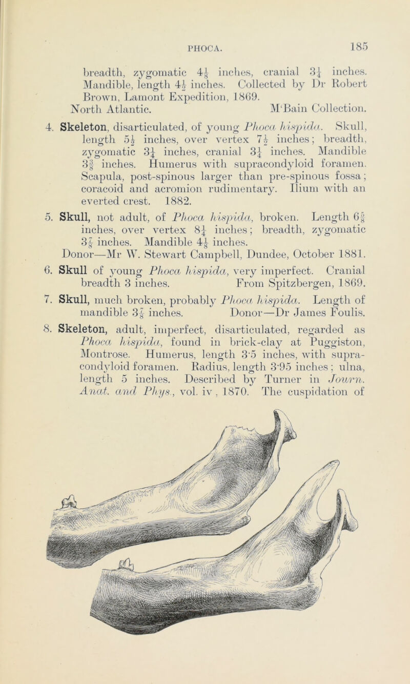 'TO ^ PHOCA. 185 l^readtli, zygomatic 4^ inches, cranial -3| inches. jMandible, length 4i inches. Collected by l)r Robert Brown, Lamont Expedition, 18(19. North Atlantic. M‘Bain Collection. 4. Skeleton, disarticulated, of young Phoca Jiispido. Skull, length 5^ inches, over vertex 74 inches; breadth, zygomatic 3^ inches, cranial 3^ inches. Mandible 3f inches. Humerus with supracondyloid foramen. Scapula, post-spinous larger than pre-spinous fossa; coracoid and acromion rudimentary. Ilium with an everted crest. 1882. 5. Skull, not adult, of Ph ■oca hispida, broken. Length inches, over vertex 8^ inches; breadth, zygomatic 37 inches. Mandible 44 indies. Donor—Mr W. Stewart Campbell, Dundee, October 1881. 6. Skull of young Phoca h ispida, very imperfect. Cranial breadth 3 inches. From Spitzbergen, 1869. 7. Skull, much broken, probably Phoca, hisjnda. Length of mandible 3| inches. Donor—Dr James Foulis. 8. Skeleton, adult, imperfect, disarticulated, regarded as Phoca hispida, found in brick-clay at Puggiston, Montrose. Humerus, length 3'5 inches, with supra- condyloid foramen. Radius, length 3'95 inches ; ulna, length 5 inches. Described by Turner in Journ.