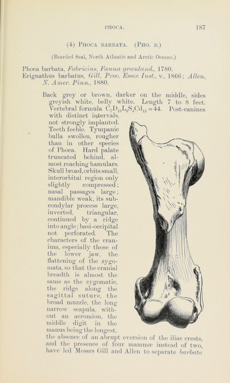 (4) PhOCA JiARPATA. (PhO. E.) (Bearded Seal, North Atlantic and Arctic Oceans.) Phoca barbata, Fabricius, Fauna grwnland., 1780. Eri^aiathiis barbatus, Gill, Proc. Essex Inst., y., 1866; Allen, N. Anier. Finn., 1880. Back grey or brown, darker on the middle, sides greyish white, belly white. Length 7 to 8 feet. Vertebral formula C7l)i5L5S4Cd^3 = 44. Post-canines with distinct intervals, not strongly implanted. Teeth feeble. Tympanic bulla swollen, rougher than in other species of Phoca. Hard palate truncated behind, al- most reaching hamulars. Skull broad,orbits small, interorbital region only sliglitly compressed; nasal passages large; mandible weak, its sub- condylar process large, inverted, triangular, continued by a ridge into angle; basi-occipital not perforated. The characters of the cran- ium, especially those of the lower jaw, the hattening of the zygo- mata, so that tlie cranial breadth is almost the same as the zygomatic, the ridge along tlie sagittal suture, the l)road muzzle, the lonir narrow scapula, with- out an acromion, the middle digit in the man us being the longest, the absence of an abrupt eversion of the iliac crests, and the presence of four mammm instead of two, have led Messrs (lill and Allen to separate harhata
