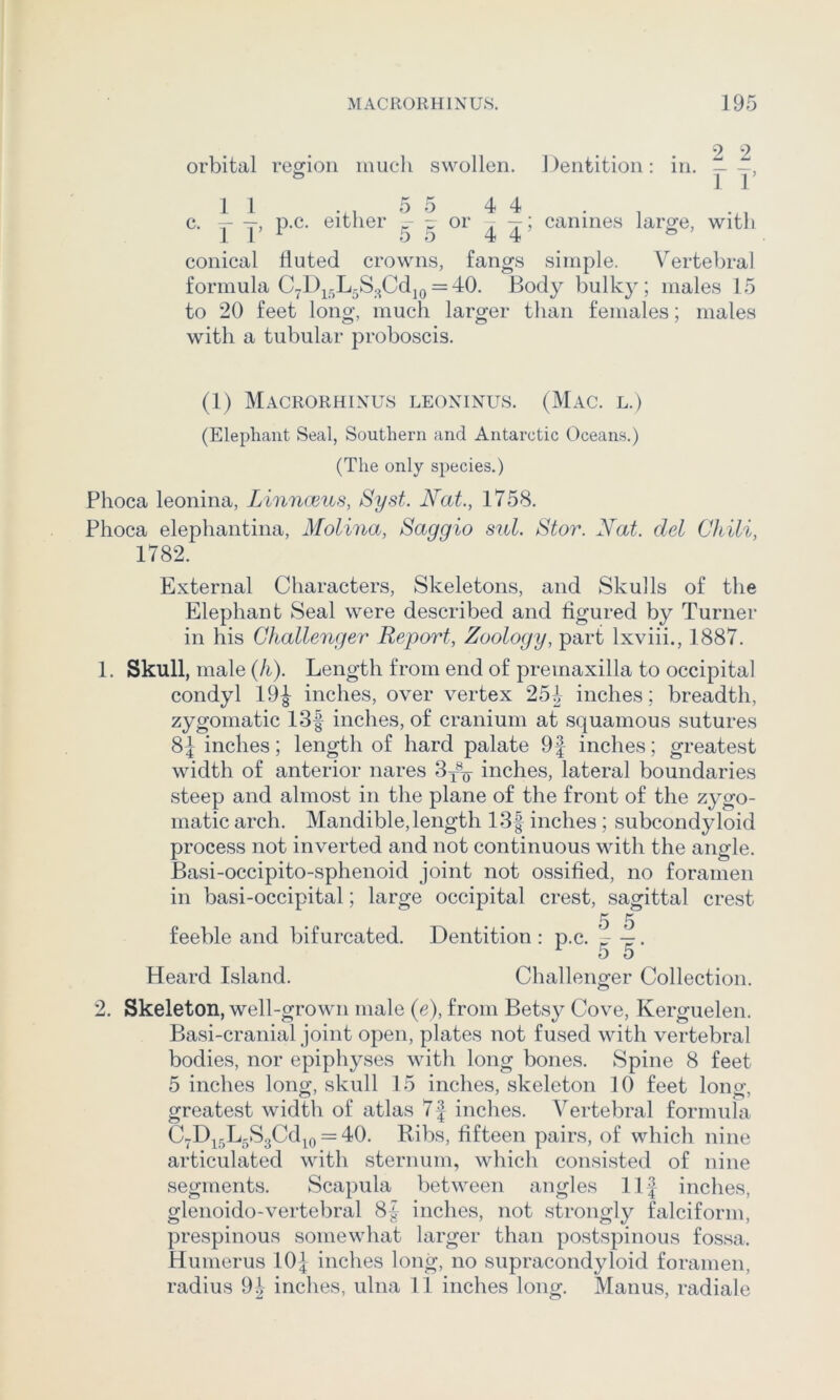 orbital region iiuicli swollen. 1 )entition : in. — —, 1 1’ 0. i p.c. either | f or || conical fluted crowns, fangs formula CyD^^L^S.^Odjo = 40. Body bulky; males 15 to 20 feet long, much larger than females; males with a tubular proboscis. 4 4 canines large, with simple. Vertebral (1) Macrorhixus leoxinus. (Mac. l.) (Elephant Seal, Southern and Antarctic Oceans.) (The only species.) Phoca leonina, Linnaeus, Syst. Nat., 1758. Phoca elephantina, Molina, Saggio sul. Stor. Nat. del Chili, 1782. External Characters, Skeletons, and Skulls of the Elephant Seal were described and figured by Turner in his Challenger Report, Zoology, part Ixviii., 1887. 1. Skull, male {h). Length from end of premaxilla to occipital condyl 19|^ inches, over vertex 25i inches; breadth, zygomatic 13f inches, of cranium at squamous sutures 8J inches; length of hard palate 9f inches; greatest width of anterior nares inches, lateral boundaries steep and almost in the plane of the front of the zygo- matic arch. Mandible, length 13f inches; subcondyloid process not inverted and not continuous with the angle. Basi-occipito-sphenoid joint not ossified, no foramen in basi-occipital; large occipital crest, sagittal crest 5 5 feeble and bifurcated. Dentition : p.c. h L. ^ 5 5 Heard Island. Challeno-er Collection. o 2. Skeleton, well-grown male (e), from Betsy Cove, Kerguelen. Basi-cranial joint open, plates not fused with vertebral bodies, nor epiphyses with long bones. Spine 8 feet 5 inches long, skull 15 inches, skeleton 10 feet long, greatest width of atlas 7f inches. Vertebral formula C7Dj5L,S3Cd^o = 40. Ribs, fifteen pairs, of which nine articulated with sternum, which consisted of nine segments. Scapula between angles Ilf inches, glenoido-vertebral 8J inches, not strongly falciform, prespinous somewhat larger than postspinous fossa. Humerus lOf inches long, no supracondyloid foramen, radius 9^ inches, ulna 11 inches long. Manus, radiale