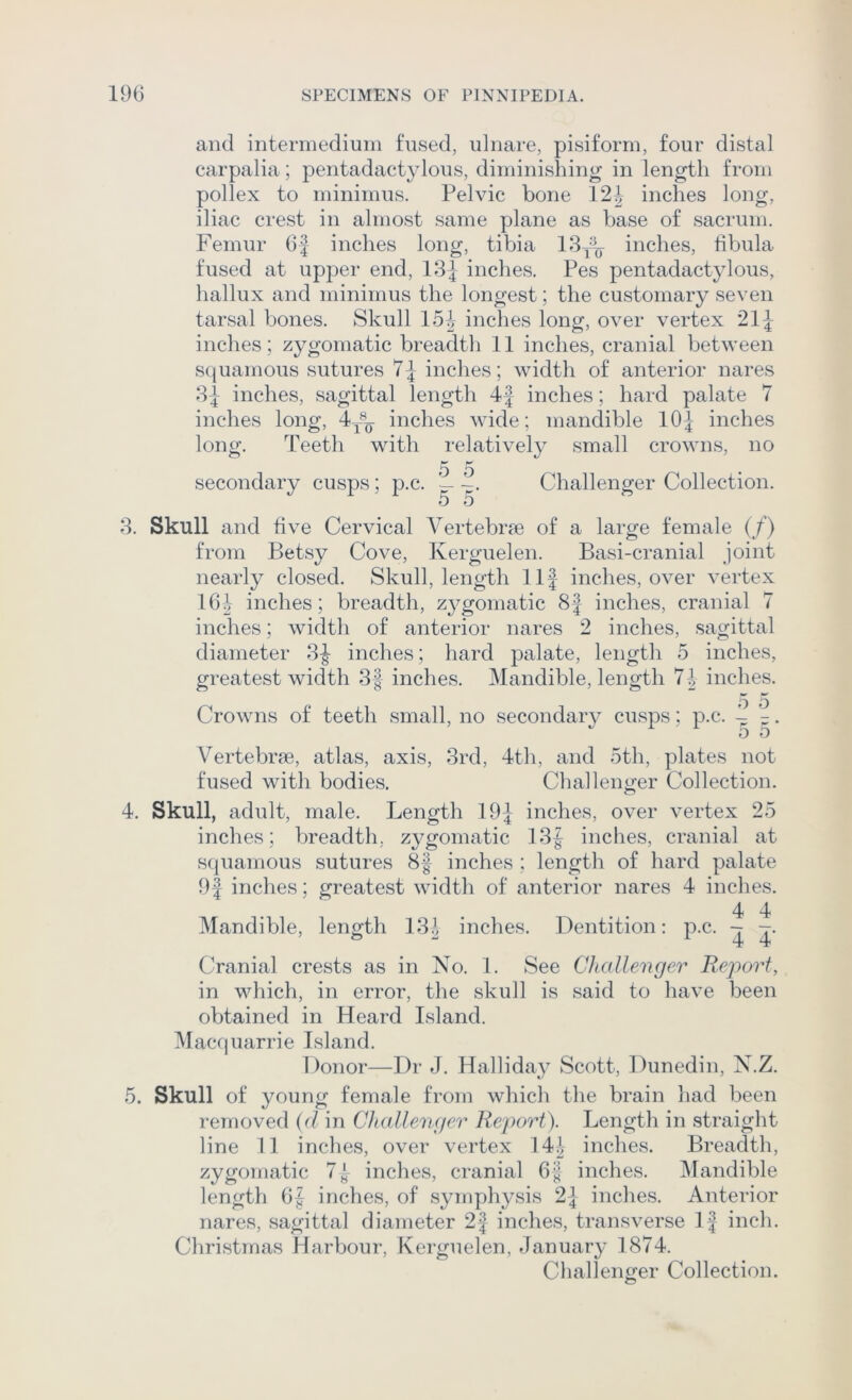 and intermedium fused, ulnare, pisiform, four distal carpalia; pentadactylous, diminishing in length from pollex to minimus. Pelvic bone 12 f inches long, iliac crest in almost same plane as base of sacrum. Femur 6| inches long, tibia 13^=^^ inches, fibula fused at upper end, 13J inches. Pes pentadactylous, liallux and minimus the longest; the customary seven tarsal bones. Skull 15| inches long, over vertex 21J inches; zygomatic breadtli 11 inches, cranial between squamous sutures 7^ inches; width of anterior nares 3]- inches, sagittal length 4 j inches; hard palate 7 inches long, 4y®Q inches wide; mandible lOj inches long. Teeth with relatively small crowns, no secondary cusps; p.c. 5 5 5 5‘ Challenger Collection. 3. Skull and five Cervical Vertebrae of a large female (/) from Betsy Cove, Kerguelen. Basi-cranial joint nearly closed. Skull, length 11| inches, over vertex 164 inches; breadth, zygomatic 8J inches, cranial 7 inches; width of anterior nares 2 inches, sagittal diameter 3J inches ; hard palate, length 5 inches, greatest width 3f inches. Mandible, length 74 inches. ••r fmr 0 o Crowns of teeth small, no secondary cusps; p.c. -4 . o o Vertebrae, atlas, axis, 3rd, 4th, and 5th, plates not fused with bodies. Challenger Collection. 4. Skull, adult, male. Length 19-|- inches, over vertex 25 inches; breadth, zygomatic 13f inches, cranial at squamous sutures 8| inches ; length of hard palate 9f inches; greatest width of anterior nares 4 inches. 4 4 Mandible, length 13^ inches. Dentition; p.c. - -. Cranial crests as in No. 1. See Challenger Report, in which, in error, the skull is said to have been obtained in Heard Island. Macquarrie Island. Donor—Dr J. Halliday Scott, Dunedin, N.Z. 5. Skull of young female from whicli the brain had been removed {d in Challenger Report). Length in straiglit line 11 inches, over vertex 144 inches. Breadth, zygomatic 74 inches, cranial 6§ inches. IMandible length 64 inches, of symphysis 2] inches. Anterior nares, sagittal diameter 2f inches, transverse 1 j inch. Chrivstmas Harbour, Kerguelen, January 1874. Challenger Collection.