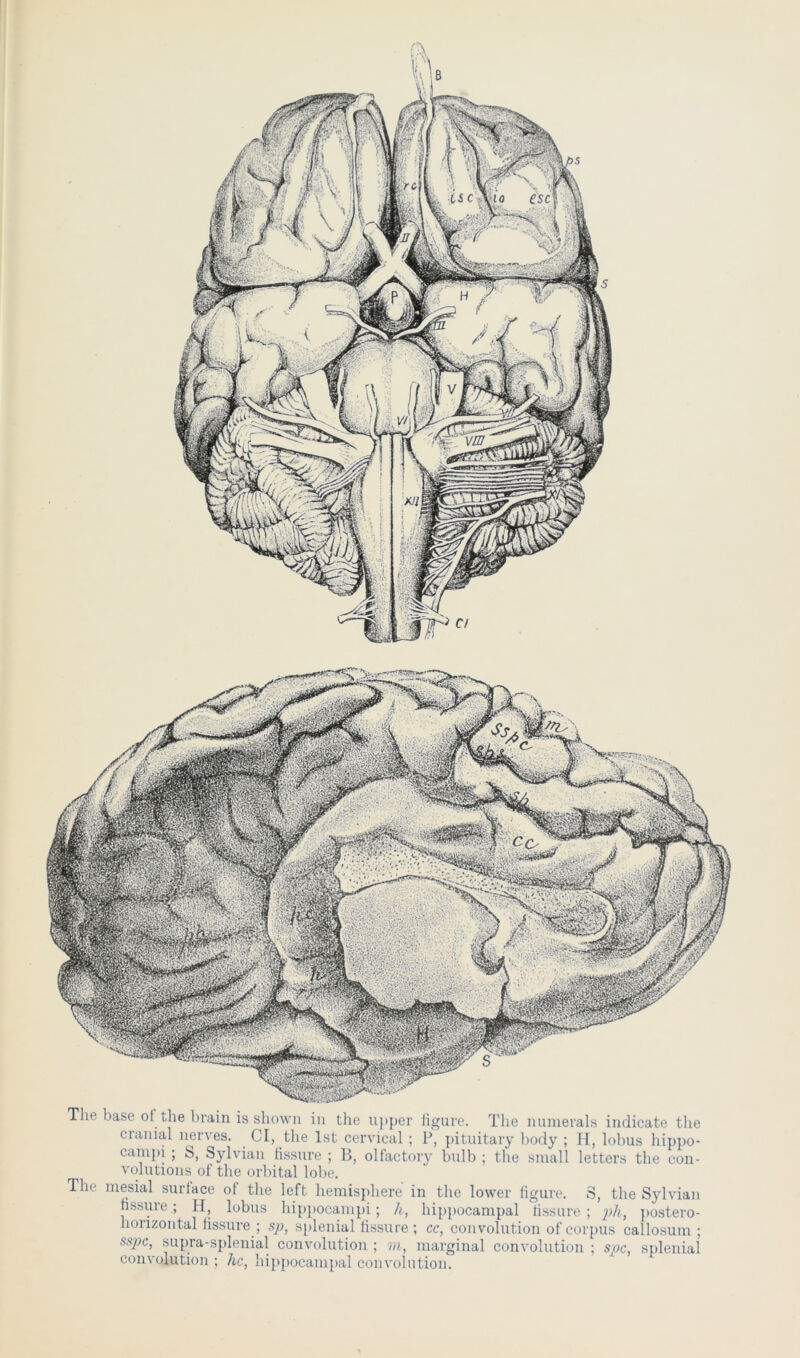 Tlie base ot the brain is shown in the n])per figure. The numerals indicate the cranial nerves. Cl, the 1st cervical ; P, ])ituitary body ; H, lohus hippo- campi ; S, Sylvian fissure ; B, olfactoiy bulb ; the small letters the con- volutions of’ the orbital lolie. The mesial surface of the left hemisphere in the lower figure. S, the Sylvian fissure ; H, lobus hippocam])i; h, liip})ocampal fissure ; ])ostero- horizontal fissure ; sp, s[)lenial fissure ; cc, convolution of corpus callosum ; sspc, supra-splenial convolution ; m, marginal convolution ; spc, splenial convolution ; he, hip[)ocanipal convolution.