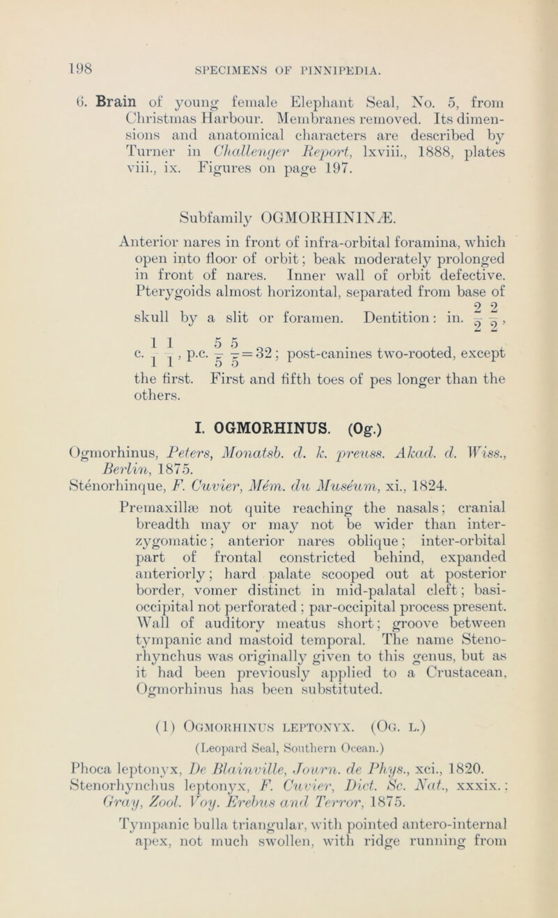 G. Brain of yoimg female Elephant Seal, No. 5, from Cliristmas Harbour. Membranes removed. Its dimen- sions and anatomical characters are described by Turner in Challemjer RejXjrt, Ixviii., 1888, plates viii., ix. Figures on page 197. Subfamily OGMORHININH^. Anterior nares in front of infra-orbital foramina, which open into floor of orbit; beak moderately prolonged in front of nares. Inner wall of orbit defective. Pterygoids almost horizontal, separated from base of 2 2 skull by a slit or foramen. Dentition: in. ^ , c. ^ , p.c. ^ ^=32; post-canines two-rooted, except the first. First and fifth toes of pes longer than the others. I. OGMORHINUS. (Og.) Ogmorhinus, Peters, Monatsh. cl. k. preuss. Akad. d. IFiss., Berlin, 1875. Stenorhinque, F. Cuvier, Mem. du Museum, xi., 1824. Premaxillse not quite reaching the nasals; cranial breadth may or may not be wider than inter- zygomatic; anterior nares oblique; inter-orbital part of frontal constricted behind, expanded anteriorly; hard palate scooped out at posterior border, vomer distinct in mid-palatal cleft; basi- occipital not perforated ; par-occipital process present. Wall of auditory meatus short; groove between tympanic and mastoid temporal. The name Steno- rhynchus was originally given to this genus, but as it had been previously applied to a Crustacean, Ogmorhinus has been substituted. (1) Ogmokhinus leptonyx. (Og. l.) (Leo])ai'd Seal, Sontheni Ocean.) Phoca leptonyx, J)e Blainville, Journ. de Phys., xci., 1820. Stenorhynchus leptonyx, F. Cuvier, Did. Sc. Nat., xxxix.: Cray, Zool. Voy. Erehus and Terror, 1875. Tympanic bulla triangular, with pointed antero-internal apex, not much swollen, with ridge running from