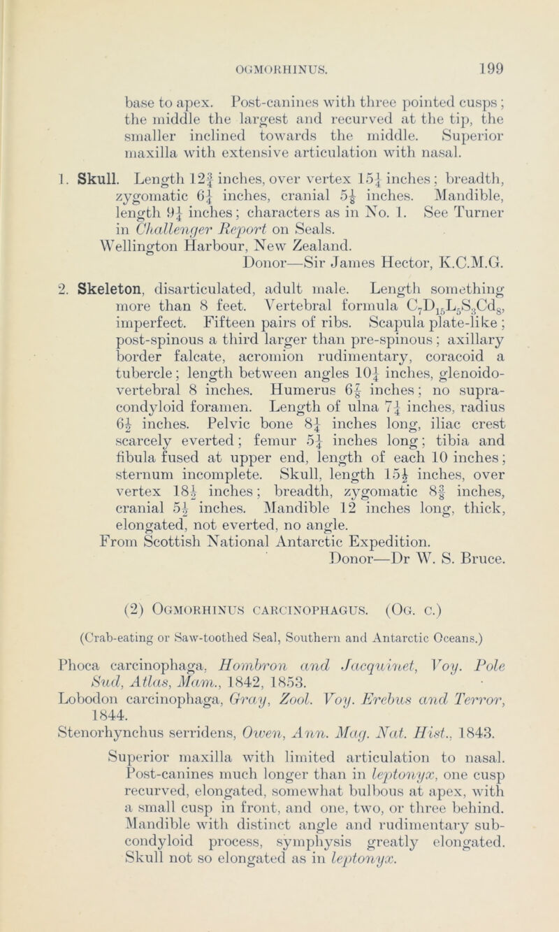 base to apex. Post-canines witli three [)ointed cusps; tlie middle the laro-est and recurved at tlie tip, the smaller inclined towards the middle. Superior maxilla with extensive articulation with nasal. 1. Skull. Length 12J inches, over vertex 15] inches; breadth, zygomatic 6|- inches, cranial 5^ inches. Mandible, length 91 inches; characters as in No. 1. See Turner in Challencjer Report on Seals. Wellington Harbour, New Zealand. Donor—Sir James Hector, K.C.M.G. 2. Skeleton, disarticulated, adult male. Length something more than 8 feet. Vertebral formula C^D^^L^S^Cdg, imperfect. Fifteen pairs of ribs. Scapula plate-like ; post-spinous a third larger than pre-spinous; axillary border falcate, acromion rudimentary, coracoid a tubercle; length between angles 10^ inches, gienoido- vertebral 8 inches. Humerus 6| inches; no supra- condyloid foramen. Length of ulna 7-| inches, radius 6^ inches. Pelvic bone 8^ inches long, iliac crest scarcely everted; femur inches long; tibia and hbula fused at upper end, length of each 10 inches; sternum incomplete. Skull, length 15^ inches, over vertex 18| inches; breadth, zygomatic 8|- inches, cranial 5^ inches. Mandible 12 inches long, thick, elongated, not everted, no angle. From Scottish National Antarctic Expedition. Donor—Dr W. S. Bruce. (2) Ogmorhinus carcixophagus. (Og. c.) (Crab-eating or 8aw-tootlied Seal, Southern and Antarctic Oceans.) Phoca carcinophaga. Hoinhron and Jacquinet, Voy. Role Snd, Atlas, Mam., 1842, 1853. Lobodon carcinophaga, Gray, Zool. Voy. Erebus and Terror, 1844. Stenorhynchus serridens, Given, Ann. Mag. Nat. Hist., 1843. Superior maxilla with limited articulation to nasal. Post-canines much longer than in leptonyx, one cusp recurved, elongated, somewhat bulbous at apex, with a small cusp in front, and one, two, or three behind. IMandible with distinct angle and rudimentary sub- condyloid process, symphysis greatly elongated. Skull not so elongated as in leptonyx.