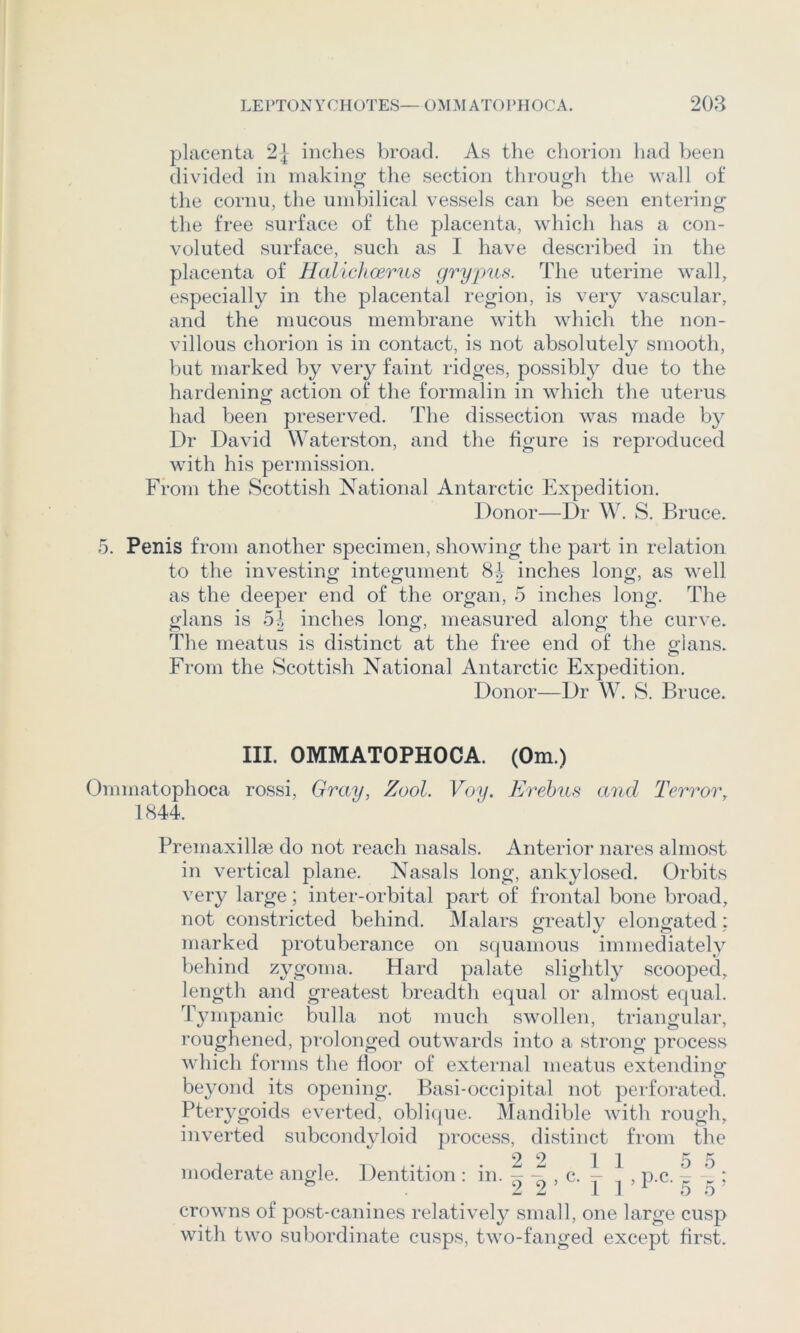 placenta 2| inches In'oad. As the chorion liad been divided in making’ tlie section tlirougli the wall of the cornu, the umbilical vessels can be seen entering the free surface of the placenta, which has a con- voluted surface, such as I have described in the placenta of Halichcerus grypus. The uterine wall, especially in the placental region, is very vascular, and the mucous membrane with which the non- villous chorion is in contact, is not absolutely smooth, but marked by very faint ridges, possibly due to the hardening action of the formalin in which the uterus had been preserved. The dissection was made by Dr David Waterston, and the figure is reproduced with his permission. From the Scottish National Antarctic Expedition. Donor—Dr W. S. Bruce. 5. Penis from another specimen, showing the part in relation to the investing integument inches long, as well as the deeper end of the organ, 5 inches long. The glans is ol inches long, measured along the curve. The meatus is distinct at the free end of the glans. From the Scottish National Antarctic Expedition. Donor—Dr W. S. Bruce. III. OMMATOPHOCA. (Om.) Ommatophoca rossi. Gray, Zool. Voy. Erebus and Terror, 1844. Premaxillae do not reach nasals. Anterior nares almost in vertical plane. Nasals long, ankylosed. Orbits very large; inter-orbital part of frontal bone broad, not constricted behind. JMalars greatly elongated: marked protuberance on squamous immediately behind zygoma. Hard palate slightly scooped, length and greatest breadth equal or almost equal. Tjuiipanic bulla not much swollen, triangular, roughened, prolonged outwards into a strong process which forms the floor of external meatus extending beyond its opening. Basi-occipital not pei’foi’ated. Pterygoids everted, obli(jue. Mandible with rough, inverted subcondyloid process, distinct from tl\e .22 11 55 moderate angle. Dentition : in. ^ , c. - ^ , p.c. j y ; crowns of post-canines relatively small, one large cusp with two subordinate cusps, two-fanged except first.