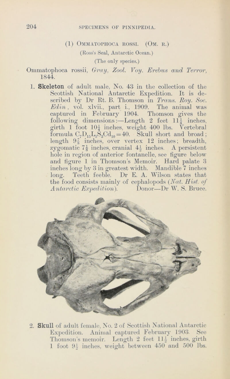 (1) OmMATOPHOCA ROSSI. (Om. R.) (Ross’s Seal, Antarctic Ocean.) (The only species.) Ommatophoca rossii, Gray. Zool. Voy. Erehus and Terror, 1844. 1. Skeleton of adult male, No. 43 in the collection of the Scottish National Antarctic Expedition. It is de- scribed by Dr Rt. B. Thomson in Trams. Roy. Soc. Edin, vol. xlvii., part i., 1909. The animal was captured in Feliruary 1904. Thomson gives the following dimensions:—Length 2 feet ILJ inches, girtli 1 foot 10|^ inches, weight 400 lbs. Vertebral formula CyDjjjL-SgCdjo^40. Skull short and broad; length 91 inches, over vertex 12 inches; breadth, zygomatic indies, cranial 4i inches. A persistent hole in reoion of anterior fontanelle, see fio^ure below and figure 1 in Thomson’s Memoir. Hard palate 3 inches long by 3 in greatest width. Mandible 7 inches Ion O’. Teetli feeble. Dr E. A. Wilson states that the food consists mainly of cephalopods {Nat. Hist, of Antarctic Expedition). Donor—Dr W. S. Bruce. 2. Skull of adult female, Xo. 2 of Scottisli X^ational Antarctic Expedition. Animal captured February 1903. See Thomson’s memoir. Length 2 feet 11 ^ inches, girth 1 foot 91, indies, weight between 450 and 500 lbs.