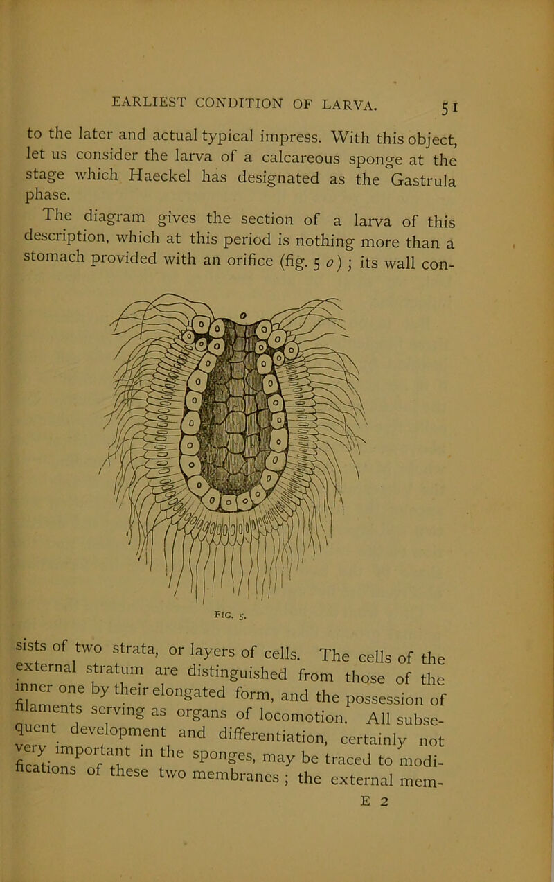 to the later and actual typical impress. With this object, let us consider the larva of a calcareous sponge at the stage which Haeckel has designated as the Gastrula phase. The diagram gives the section of a larva of this desciiption, which at this period is nothing more than a stomach provided with an orifice (fig. 50); its wall con- Fic. 5. sists of two strata, or layers of cells. The cells of the external stratum are distinguished from those of the fiialT by ‘'.'^elongated form, and the possession of fi aments servmg as organs of locomotion. All subse- quent development and differentiation, certainly not SoTfr ^ thC SP°ngeS' be ‘raced to modl cations of these two membranes ; the external mem- E 2