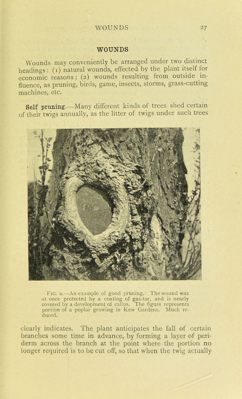 WOUNDS Wounds may conveniently be arranged under two distinct headings: (i) natural wounds, effected by the plant itself for economic reasons; (2) wounds resulting from outside in- fluence, as pruning, birds, game, insects, storms, grass-cutting machines, etc. Self pruning.—Many different kinds of trees shed certain of their twigs annually, as the litter of twigs under such trees Fig. 2.—An example of good pruning. The wound was at once protected by a coating of gas-tar, and is nearly covered by a development of callus. The figure represents portion of a poplar growing in Kew Gardens. Much re- duced. clearly indicates. The plant anticipates the fall of certain branches some time in advance, by forming a layer of peri- derm across the branch at the point where the portion no longer required is to be cut off, so that when the twig actually