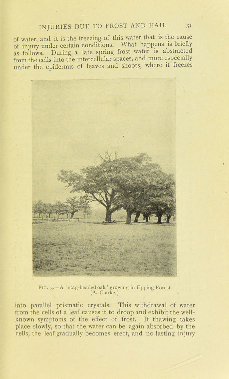 of water, and it is the freezing of this water that is the cause of injury under certain conditions. What happens is briefly as follows. During a late spring frost water is abstracted from the cells into the intercellular spaces, and more especially under the epidermis of leaves and shoots, where it fieezes Fig. 3.—A 'stag-headedoak’ growing in Epping Forest. (A. Clarke.) into parallel prismatic crystals. This withdrawal of water from the cells of a leaf causes it to droop and exhibit the well- known symptoms of the effect of frost. If thawing takes place slowly, so that the water can be again absorbed by the cells, the leaf gradually becomes erect, and no lasting injury