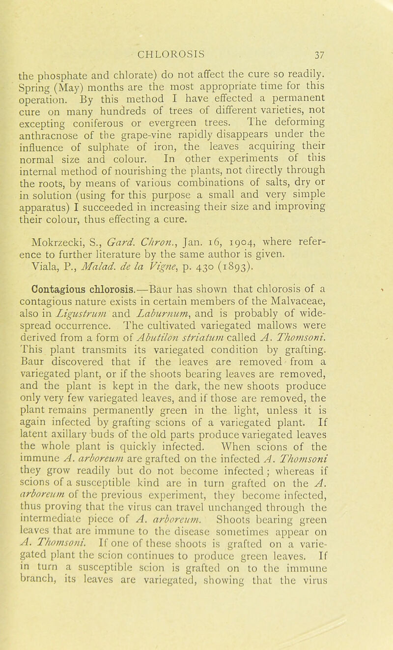 the phosphate and chlorate) do not affect the cure so readily. Spring (May) months are the most appropriate time for this operation. By this method I have effected a permanent cure on many hundreds of trees of different varieties, not excepting coniferous or evergreen trees. 1 he deforming anthracnose of the grape-vine rapidly disappears under the influence of sulphate of iron, the leaves acquiring their normal size and colour. In other experiments of this internal method of nourishing the plants, not directly through the roots, by means of various combinations of salts, dry or in solution (using for this purpose a small and very simple apparatus) I succeeded in increasing their size and improving their colour, thus effecting a cure. Mokrzecki, S., Gard. Chron., Jan. 16, 1904, where refer- ence to further literature by the same author is given. Viala, P., Malad. de la Vtgne, p. 430 (1893). Contagious chlorosis.—Baur has shown that chlorosis of a contagious nature exists in certain members of the Malvaceae, also in Ligustrum and Laburnum, and is probably of wide- spread occurrence. The cultivated variegated mallows were derived from a form of Abutilon striatum called A. Thomsoni. This plant transmits its variegated condition by grafting. Baur discovered that if the leaves are removed from a variegated plant, or if the shoots bearing leaves are removed, and the plant is kept in the dark, the new shoots produce only very few variegated leaves, and if those are removed, the plant remains permanently green in the light, unless it is again infected by grafting scions of a variegated plant. If latent axillary buds of the old parts produce variegated leaves the whole plant is quickly infected. When scions of the immune A. arboreum are grafted on the infected A. Thomsoni they grow readily but do not become infected; whereas if scions of a susceptible kind are in turn grafted on the A. arboreum of the previous experiment, they become infected, thus proving that the virus can travel unchanged through the intermediate piece of A. arboreum. Shoots bearing green leaves that are immune to the disease sometimes appear on A. Thomsoni. If one of these shoots is grafted on a varie- gated plant the scion continues to produce green leaves. If in turn a susceptible scion is grafted on to the immune branch, its leaves are variegated, showing that the virus