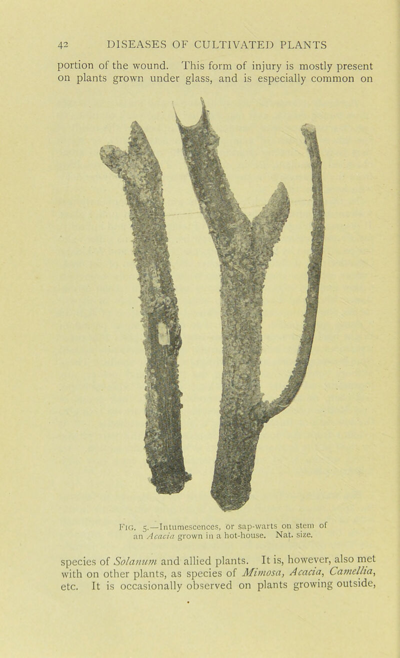 portion of the wound. This form of injury is mostly present on plants grown under glass, and is especially common on Fig. 5.—Intumescences, or sap-warts on stem of an Acacia grown in a hot-house. Nat. size. species of Solatium and allied plants. It is, however, also met with on other plants, as species of Mimosa, Acacia, Camellia, etc. It is occasionally observed on plants growing outside,