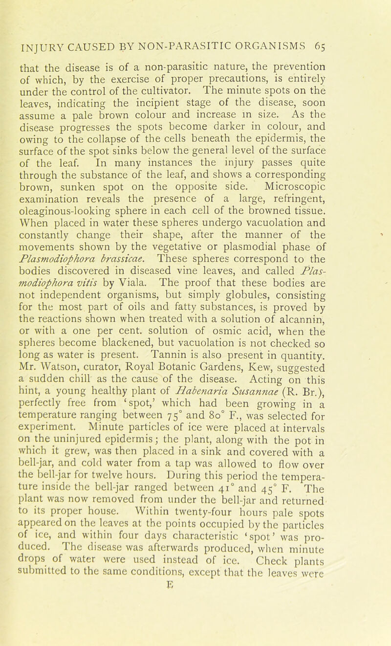 that the disease is of a non-parasitic nature, the prevention of which, by the exercise of proper precautions, is entirely under the control of the cultivator. The minute spots on the leaves, indicating the incipient stage of the disease, soon assume a pale brown colour and increase in size. As the disease progresses the spots become darker in colour, and owing to the collapse of the cells beneath the epidermis, the surface of the spot sinks below the general level of the surface of the leaf. In many instances the injury passes quite through the substance of the leaf, and shows a corresponding brown, sunken spot on the opposite side. Microscopic examination reveals the presence of a large, refringent, oleaginous-looking sphere in each cell of the browned tissue. When placed in water these spheres undergo vacuolation and constantly change their shape, after the manner of the movements shown by the vegetative or plasmodial phase of Plasmodiophora brassicae. These spheres correspond to the bodies discovered in diseased vine leaves, and called Plas- modiophora vitis by Viala. The proof that these bodies are not independent organisms, but simply globules, consisting for the most part of oils and fatty substances, is proved by the reactions shown when treated with a solution of alcannin, or with a one per cent, solution of osmic acid, when the spheres become blackened, but vacuolation is not checked so long as water is present. Tannin is also present in quantity. Mr. Watson, curator, Royal Botanic Gardens, Kew, suggested a sudden chill as the cause of the disease. Acting on this hint, a young healthy plant of Habenaria Susannae (R. Br.), perfectly free from ‘ spot,’ which had been growing in a temperature ranging between 75° and 80° F., was selected for experiment. Minute particles of ice were placed at intervals on the uninjured epidermis; the plant, along with the pot in which it grew, was then placed in a sink and covered with a bell-jar, and cold water from a tap was allowed to flow over the bell-jar for twelve hours. During this period the tempera- ture inside the bell-jar ranged between 410 and 45° F. The plant was now removed from under the bell-jar and returned to its proper house. Within twenty-four hours pale spots appeared on the leaves at the points occupied by the particles of ice, and within four days characteristic ‘spot’ was pro- duced. The disease was afterwards produced, when minute drops of water were used instead of ice. Check plants submitted to the same conditions, except that the leaves were E
